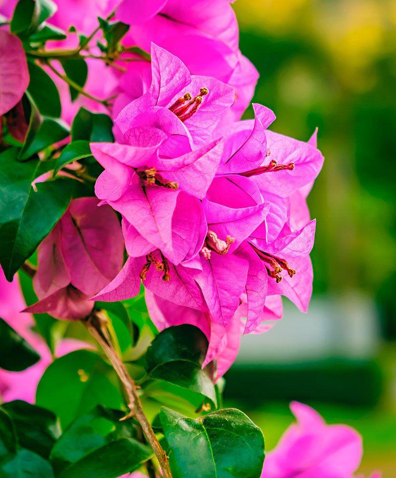 Bougainvilleas Wallpapers - Top Free Bougainvilleas Backgrounds