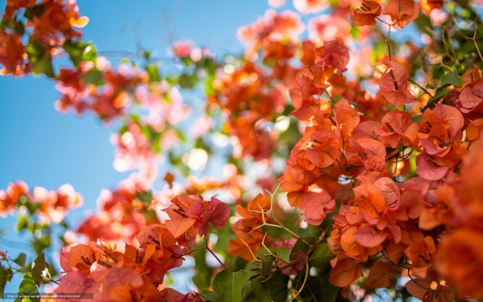 Bougainvilleas Wallpapers - Top Free Bougainvilleas Backgrounds