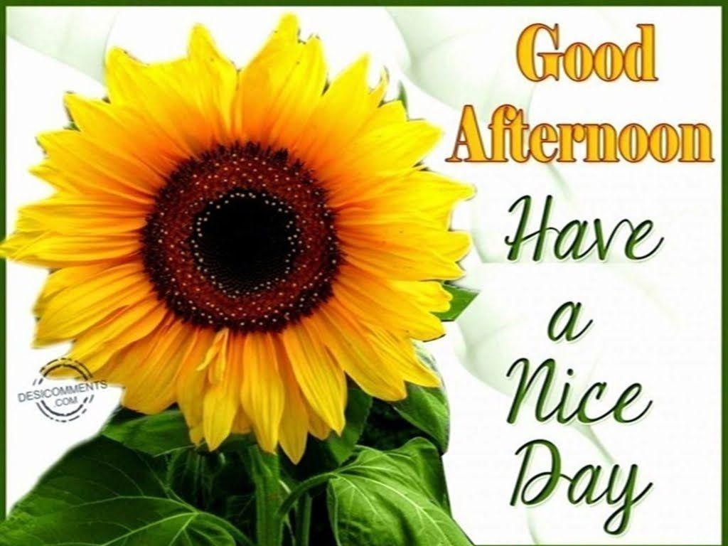 1024x768 Good Afternoon Image With Flowers Afternoon Happy Sunday
