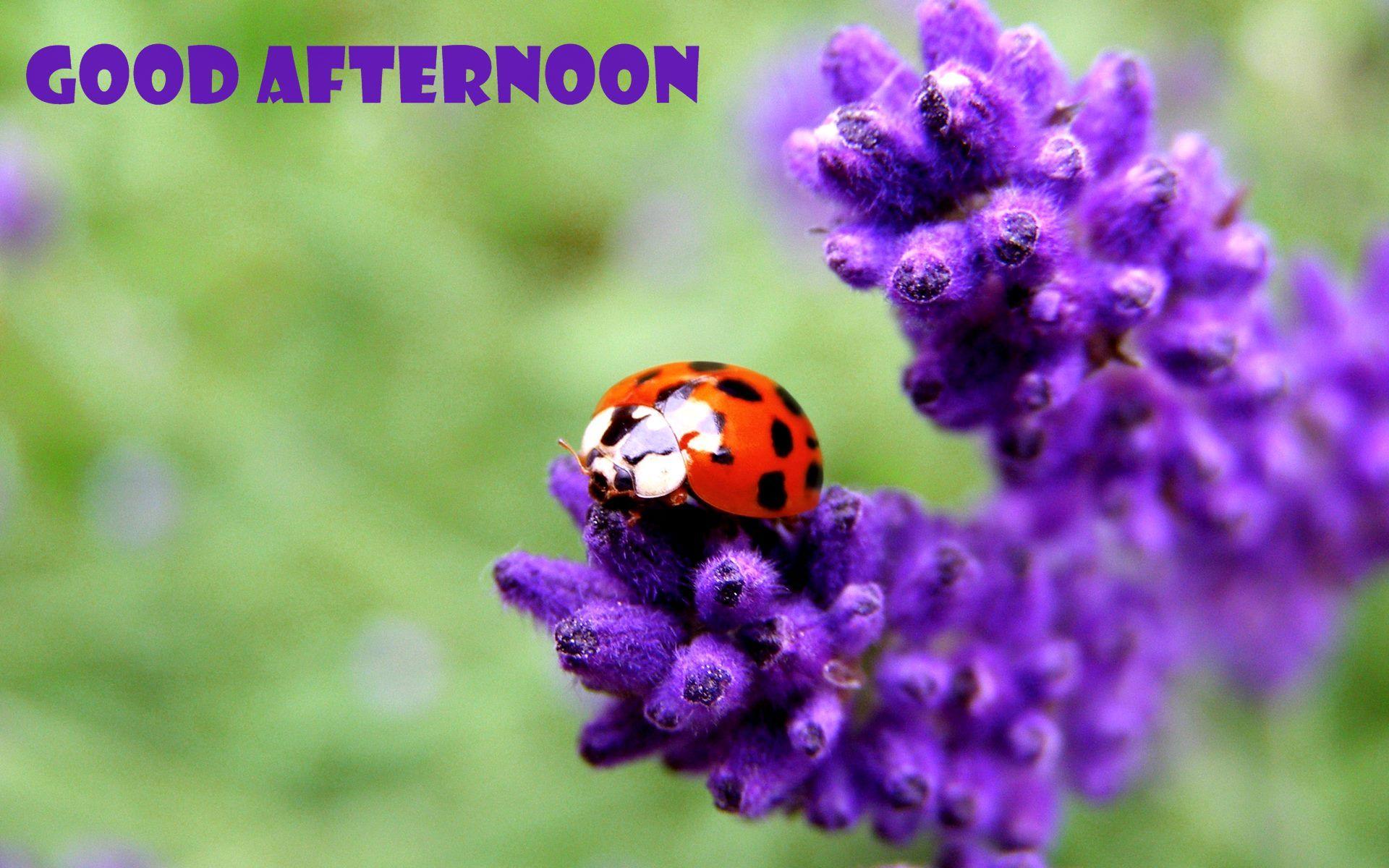 1920x1200 Good Afternoon HD