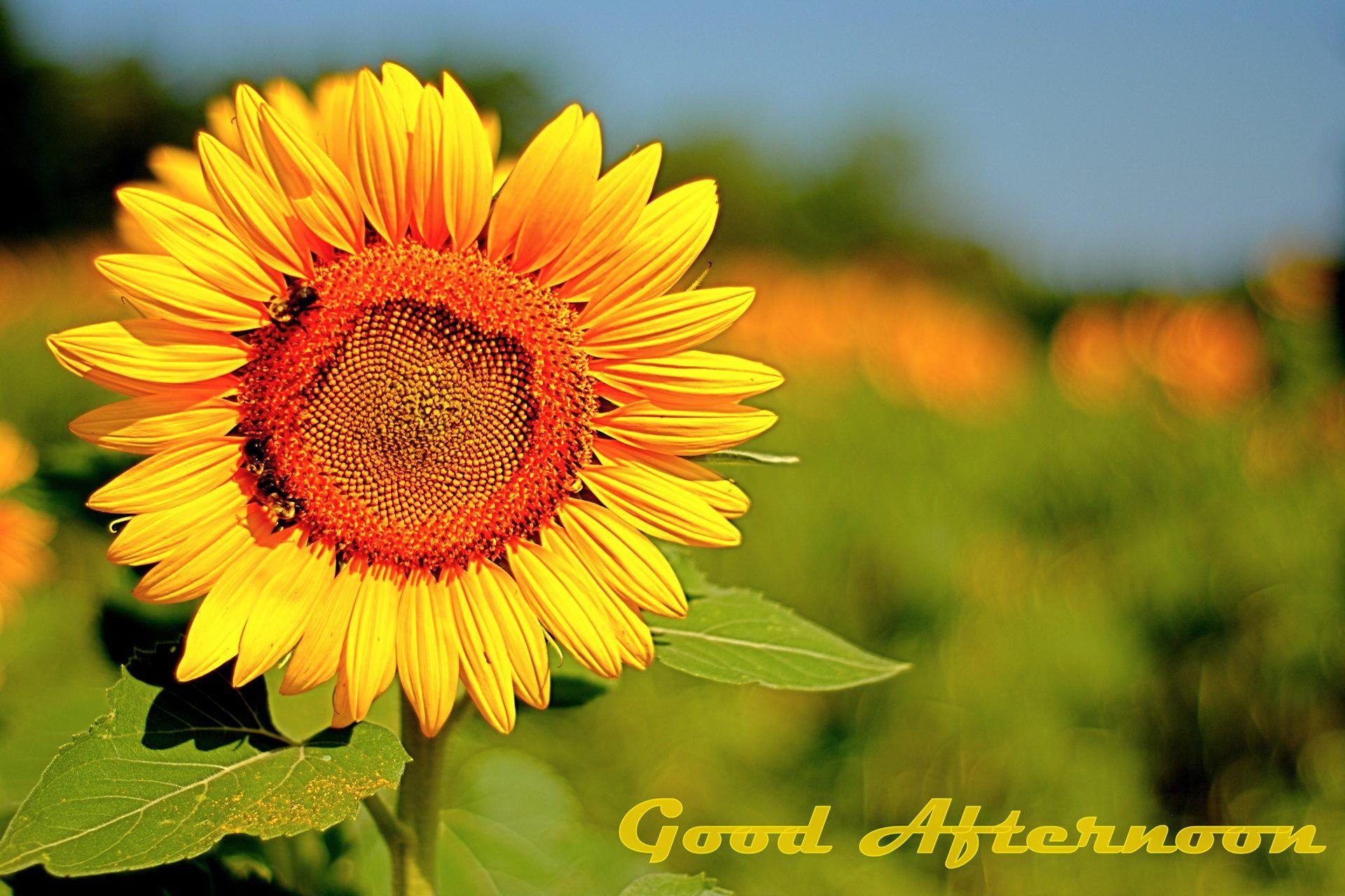 1920x1280 Good Afternoon With Beautiful Sunflower HD Wallpaper