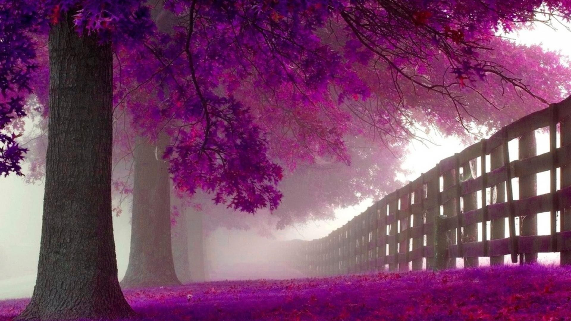 Purple Tree Wallpapers Top Free Purple Tree Backgrounds Wallpaperaccess