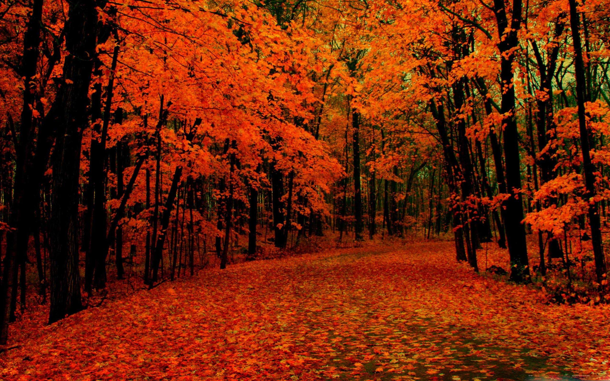 Autumn MacBook Wallpapers - Top Free Autumn MacBook Backgrounds - WallpaperAccess