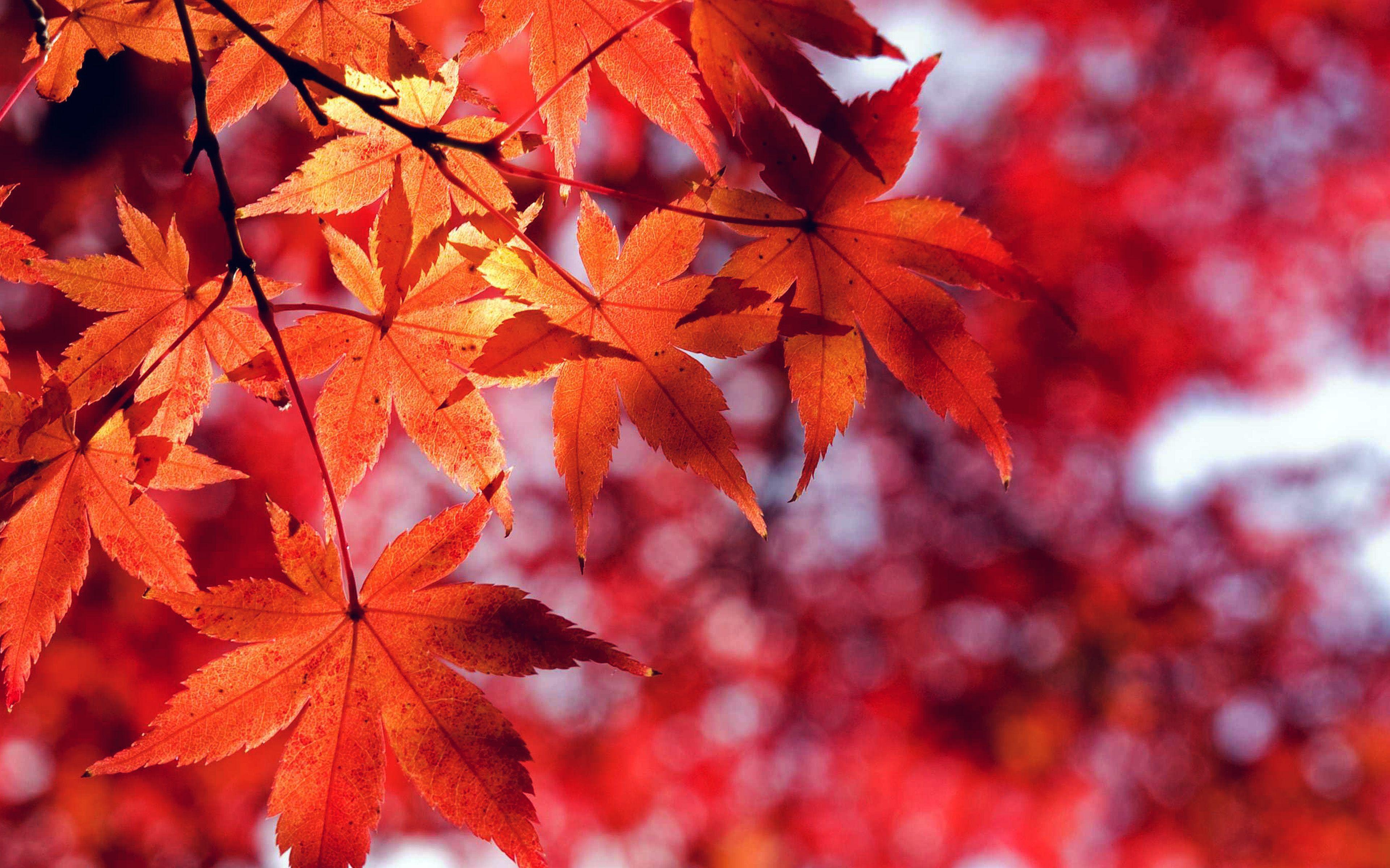 autumn macbook wallpapers top free autumn macbook backgrounds wallpaperaccess autumn macbook wallpapers top free