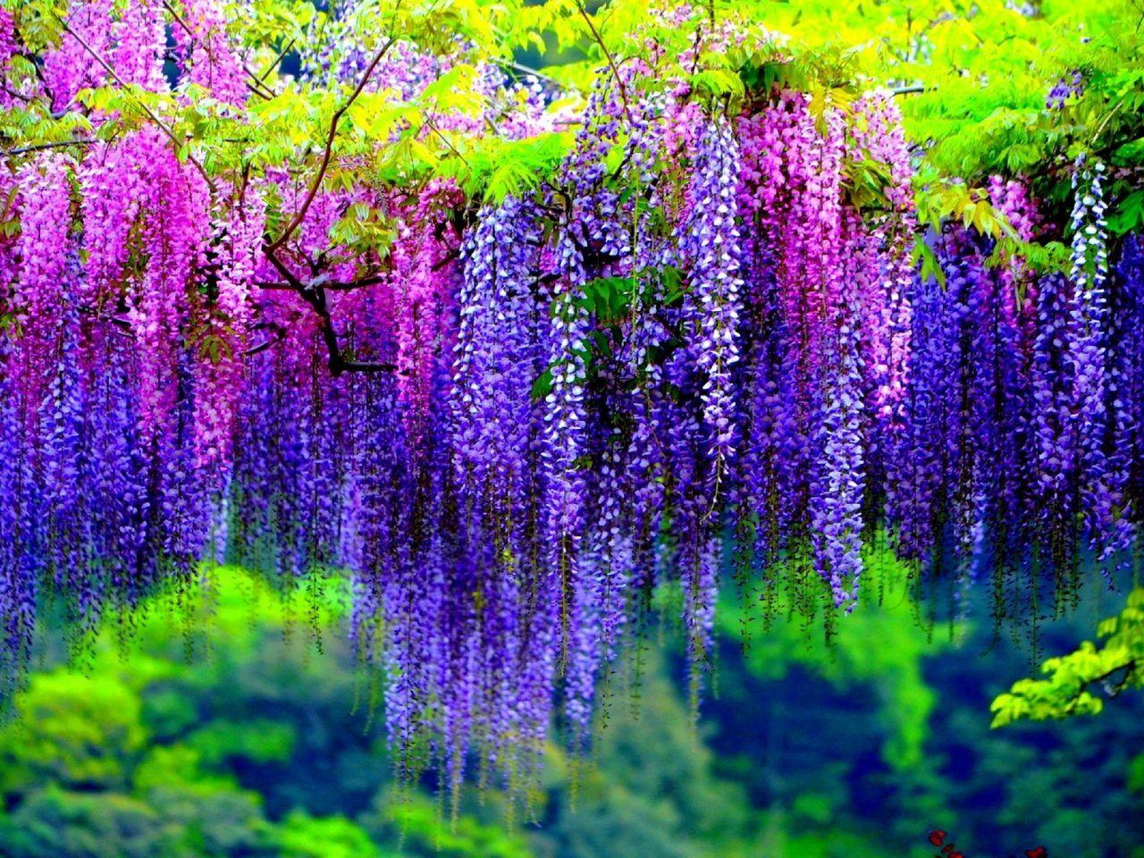 1280x960 Wisteria Tree With Pink And Purple Flowers Wallpaper HD
