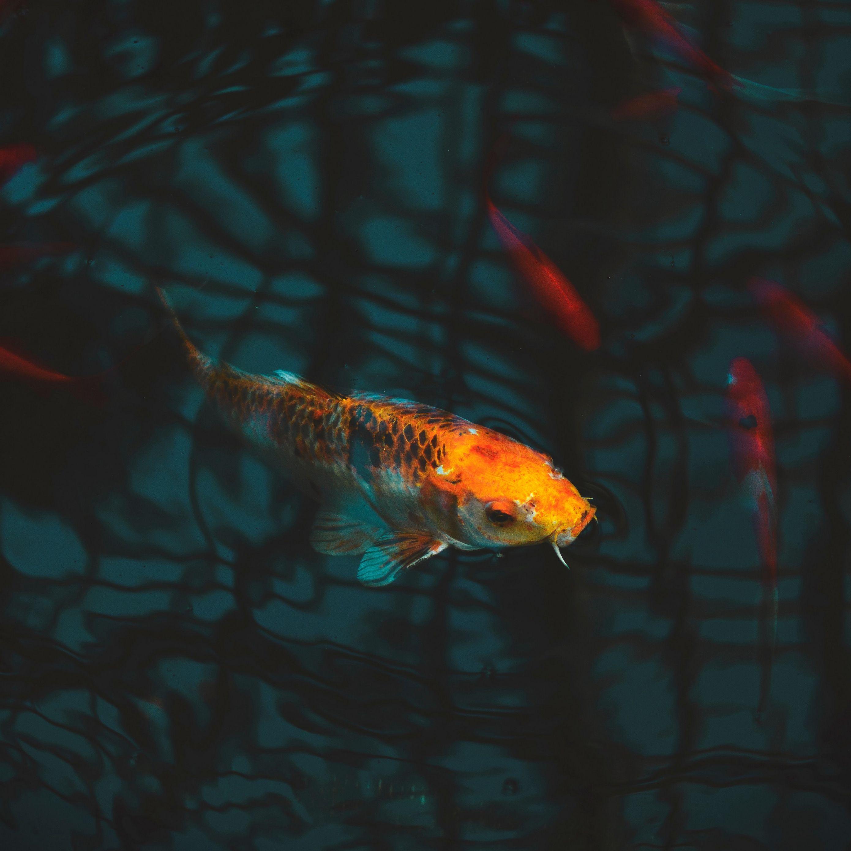 2780x2780 Download wallpaper 2780x2780 fish, carp, koi, aquarium ipad air