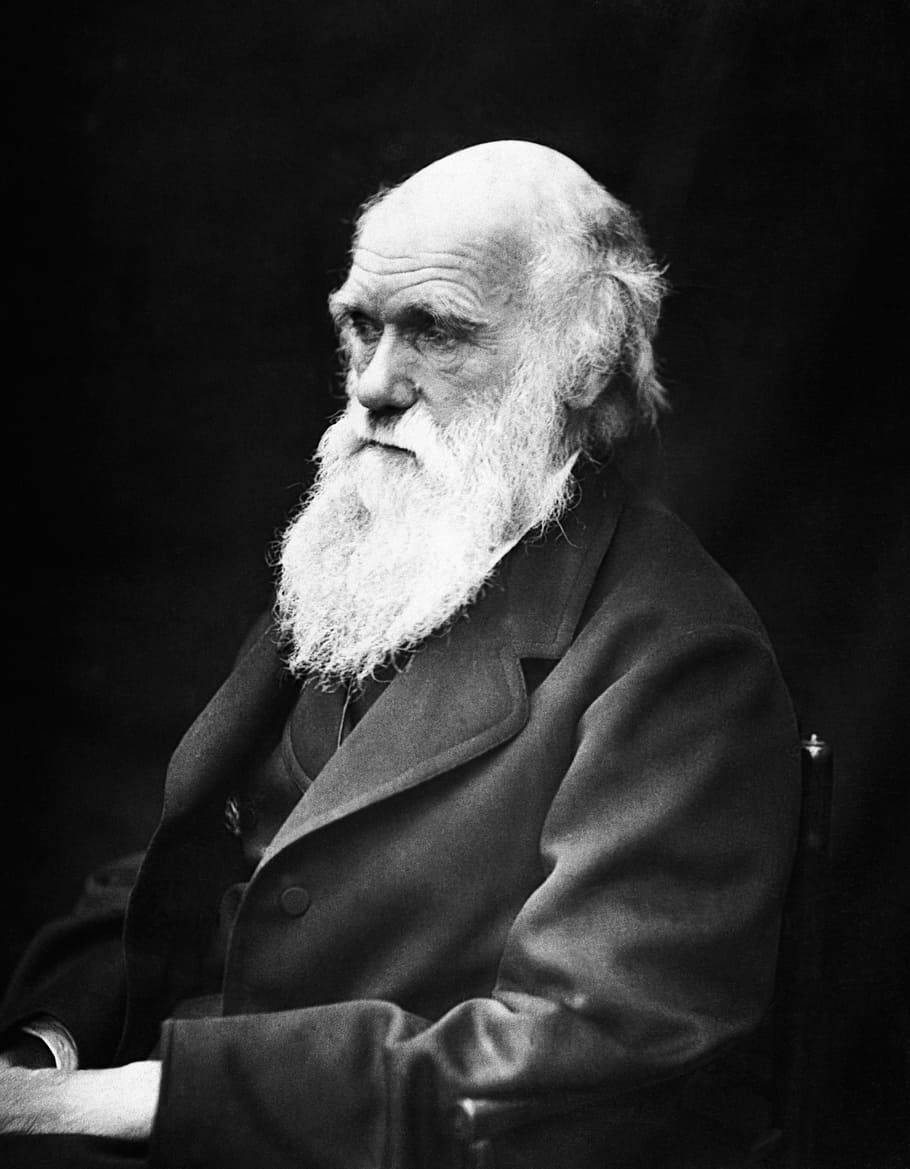 910x1169 HD wallpaper: photo of Charles Darwin, charles robert darwin