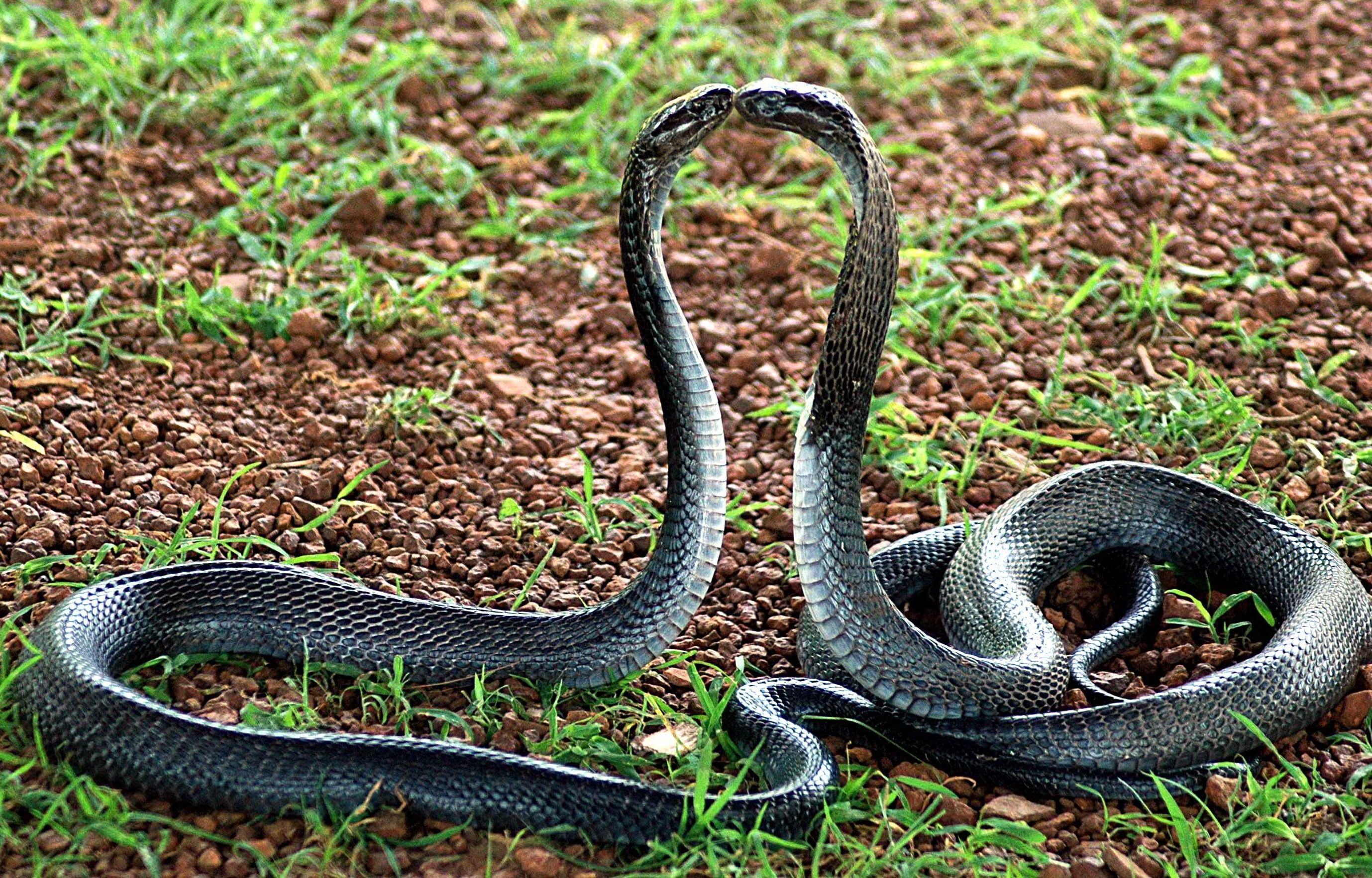 2757x1766 Indian King Cobra Snake Wallpaper