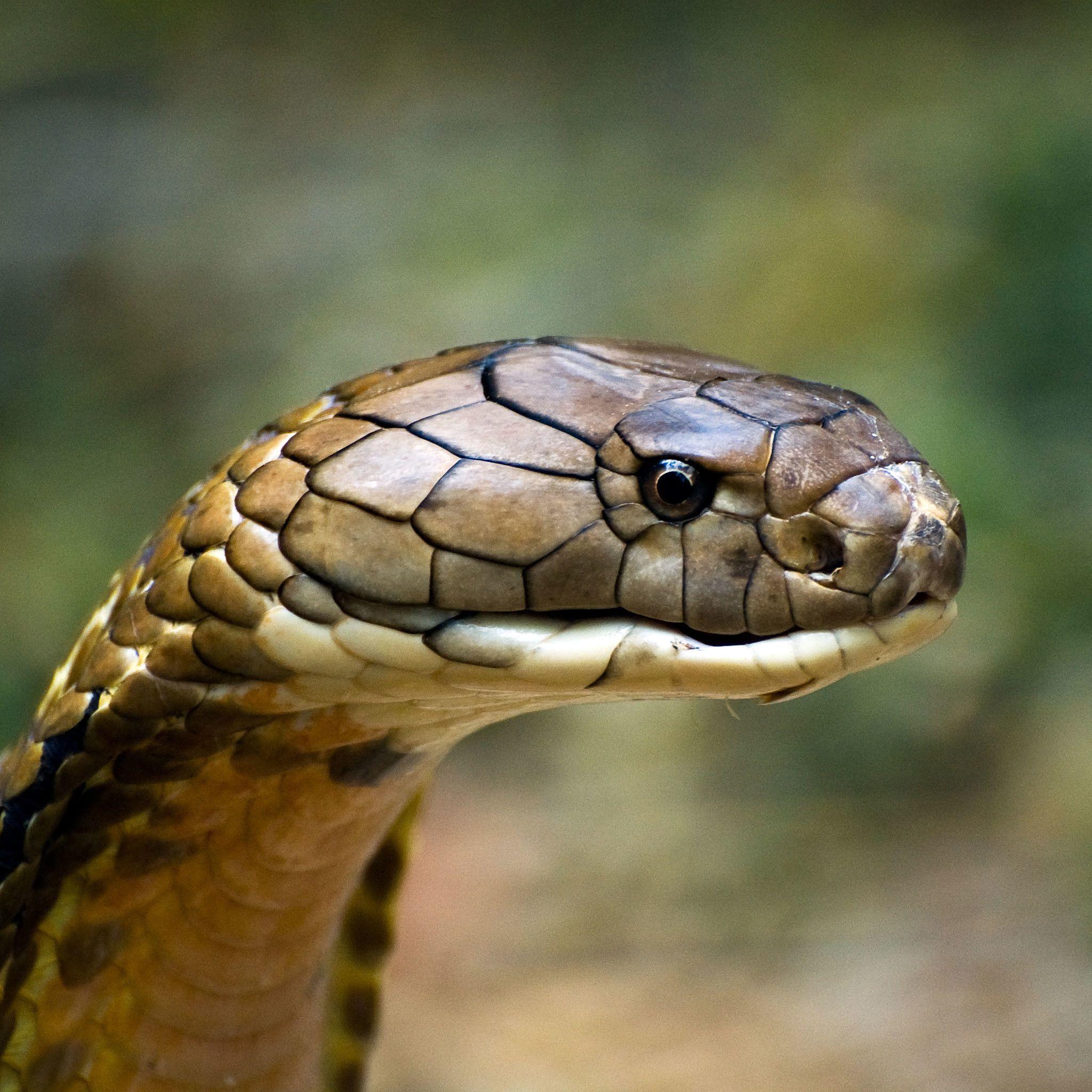 2048x2048 The Real King Cobra Image Wallpaper Data Src Free Cobra