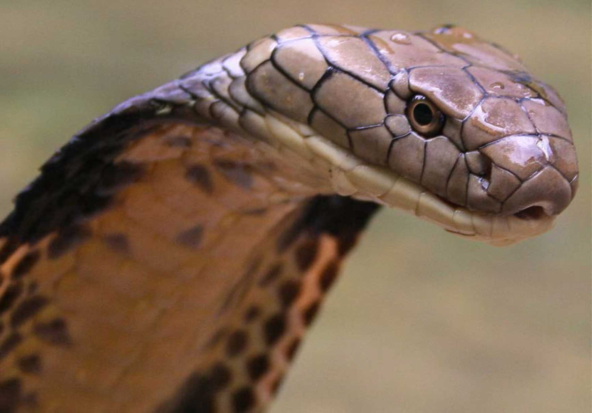 1920x1341 Free download King Cobra Of Snake Wallpaper HD 7553 Wallpaper High