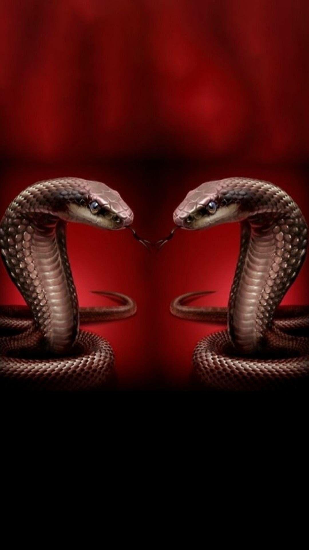 1080x1920 Snake Phone Wallpaper