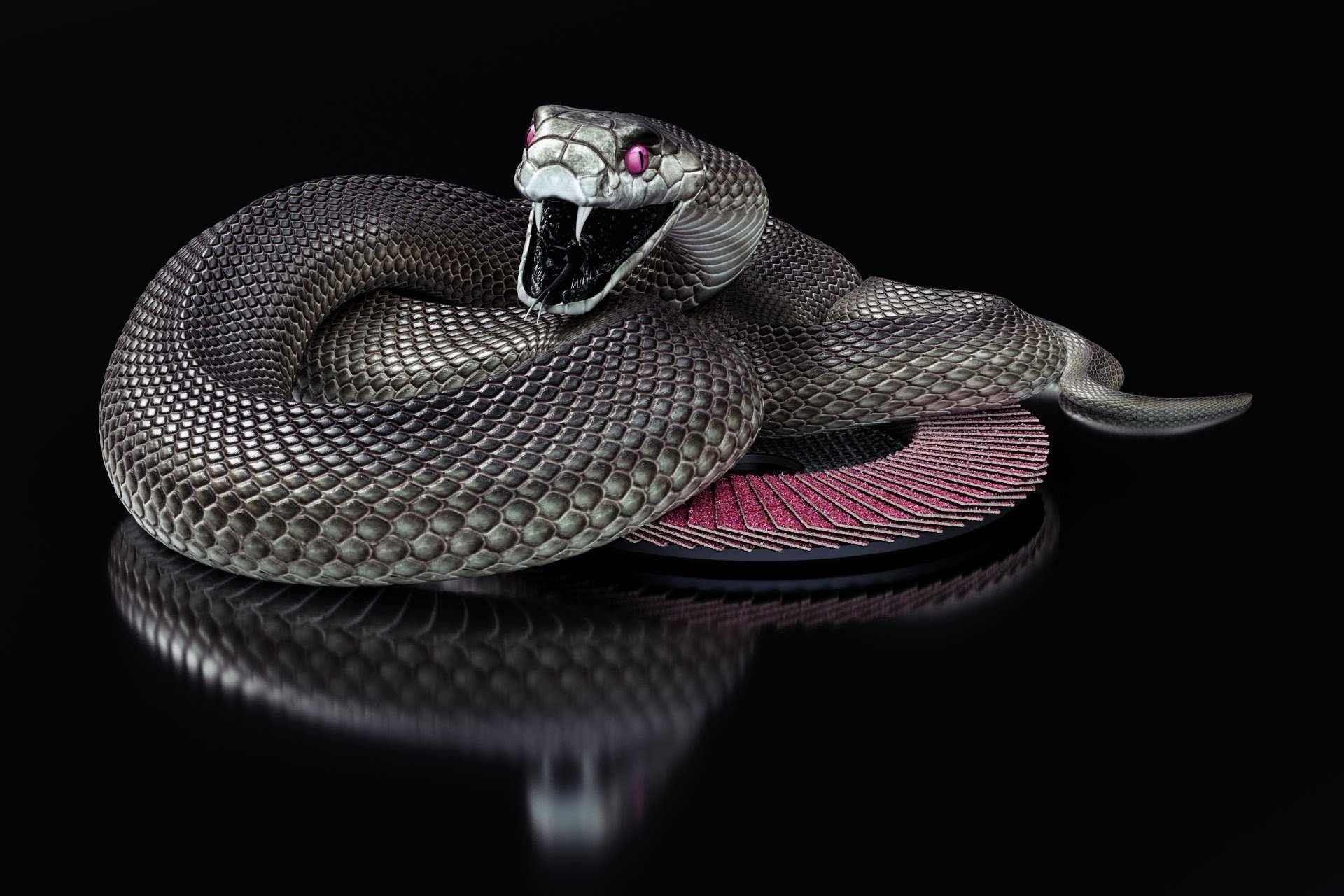 1920x1280 Black Snake Wallpaper