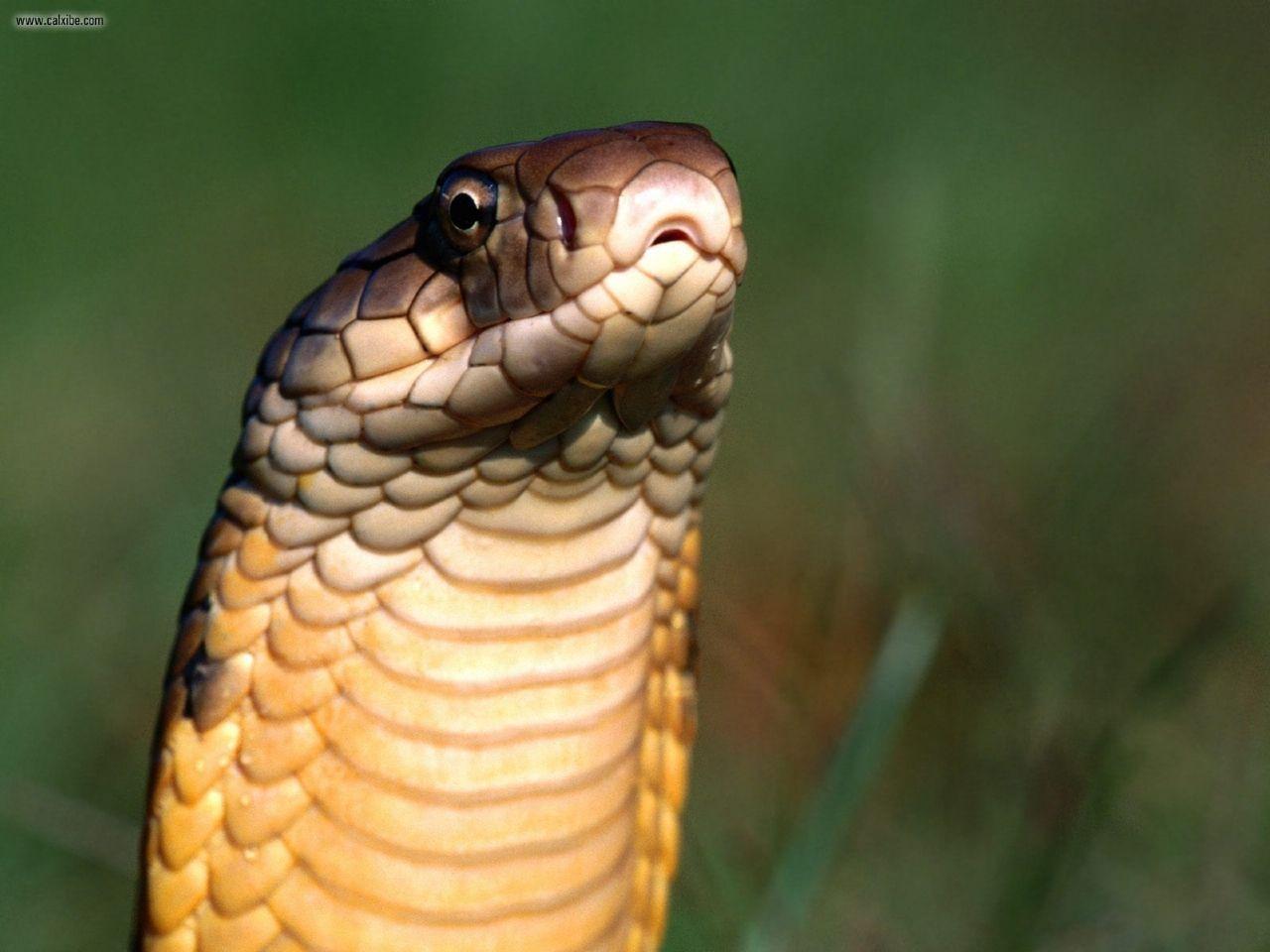 1280x960 More Cobra and King Cobra Snake Wallpaper. All About Snake World