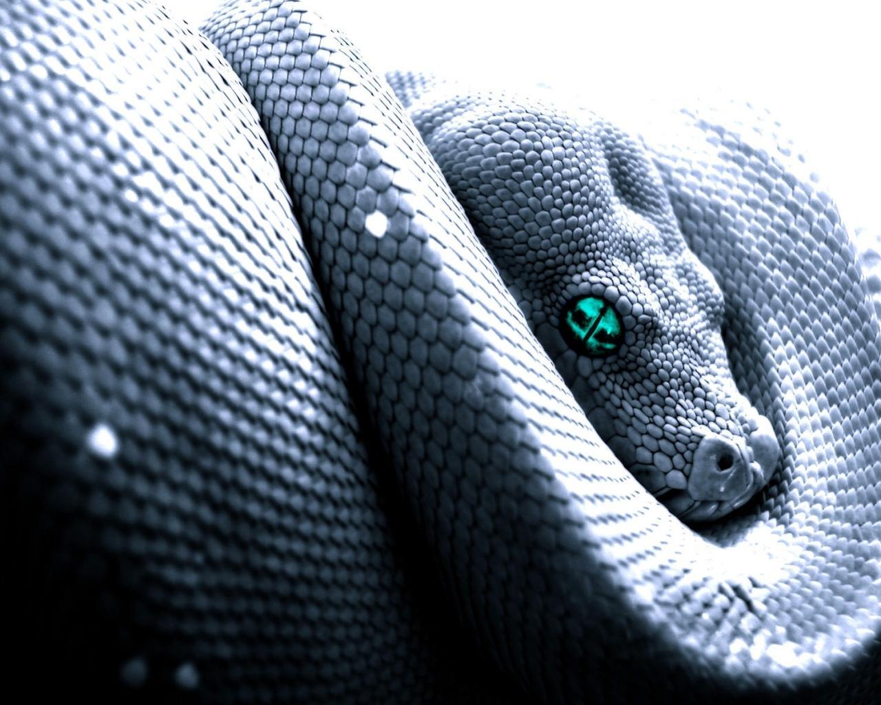 1280x1024 Cool King Cobra Snake Drawings