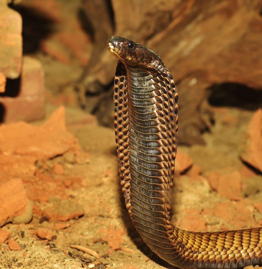 910x933 HD wallpaper: brown king cobra snake, toxic, reptile, animal
