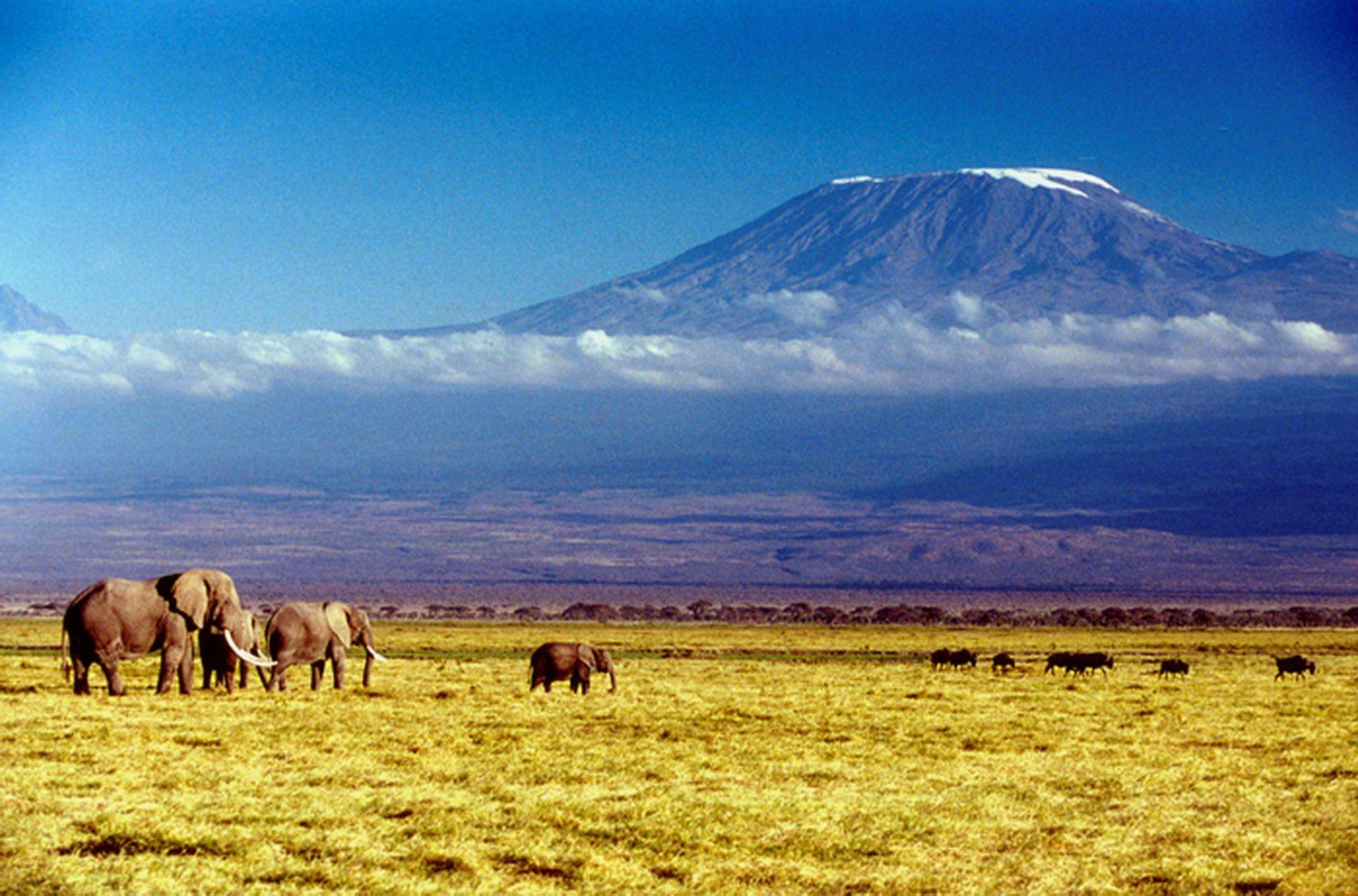 Самые высокие африки. Танзания Килиманджаро. Танзания гора Килиманджаро. Гора Килиманджаро в Танзании, Африка. Саванна Килиманджаро.