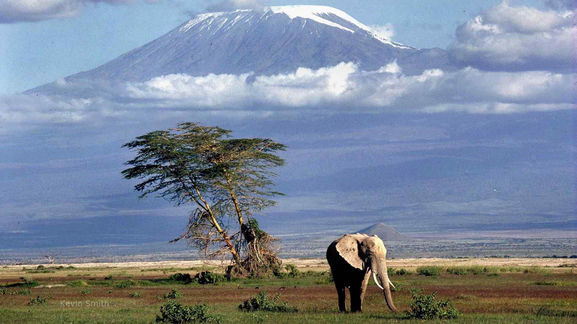 1920x1080 Mount Kilimanjaro and Elephants Wallpaper