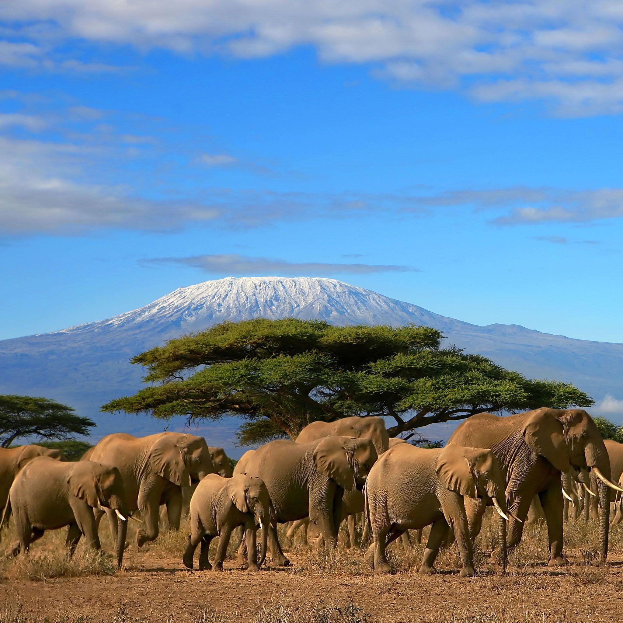 2048x2048 Kilimanjaro Wallpaper