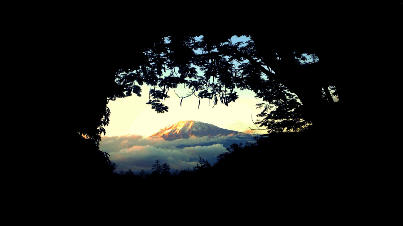 1366x768 Mount Kilimanjaro, Forest above the clouds. [1366x768]