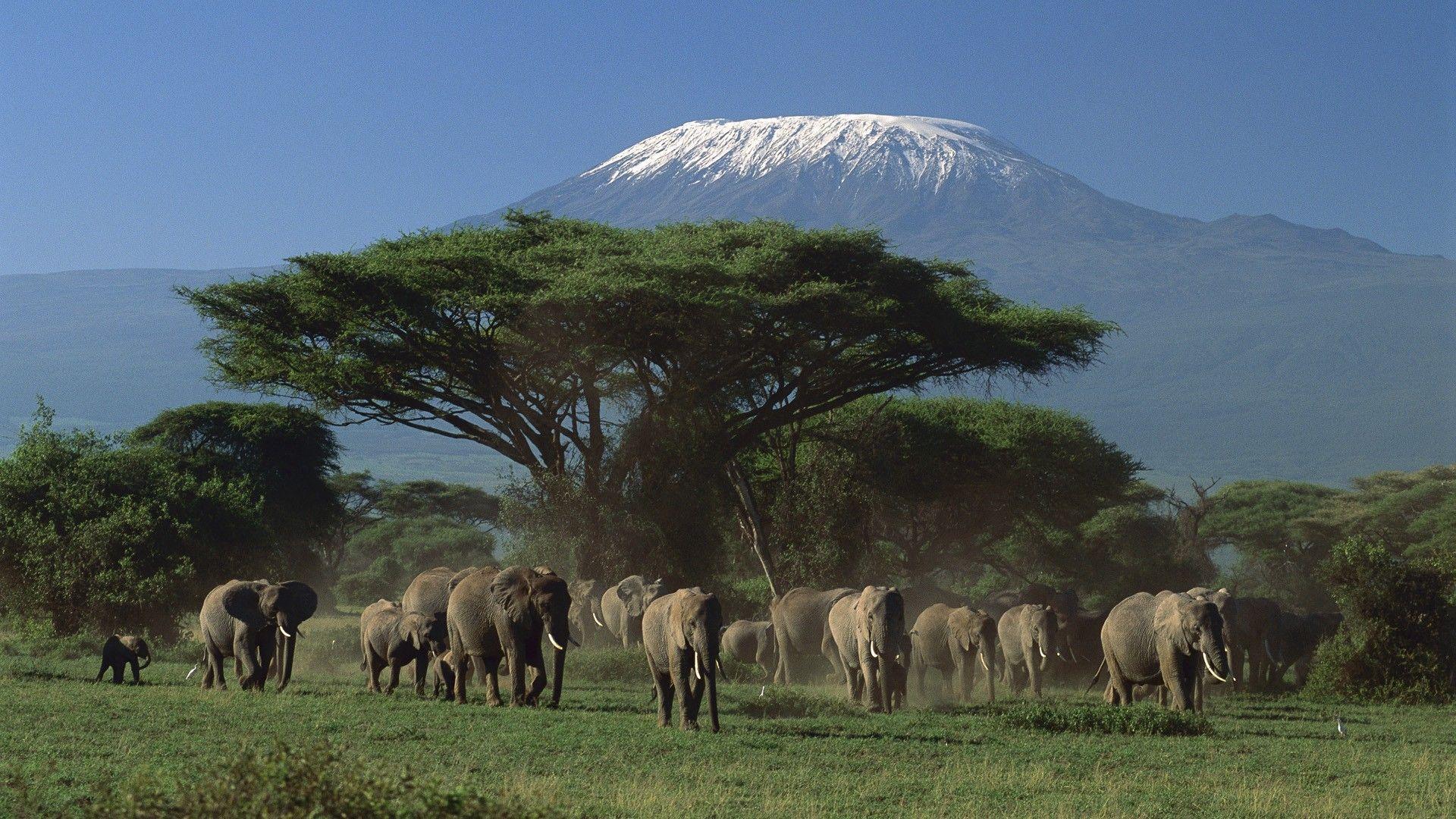 1920x1080 elephants, Africa, National Park, Kenya, baby elephant, Mount