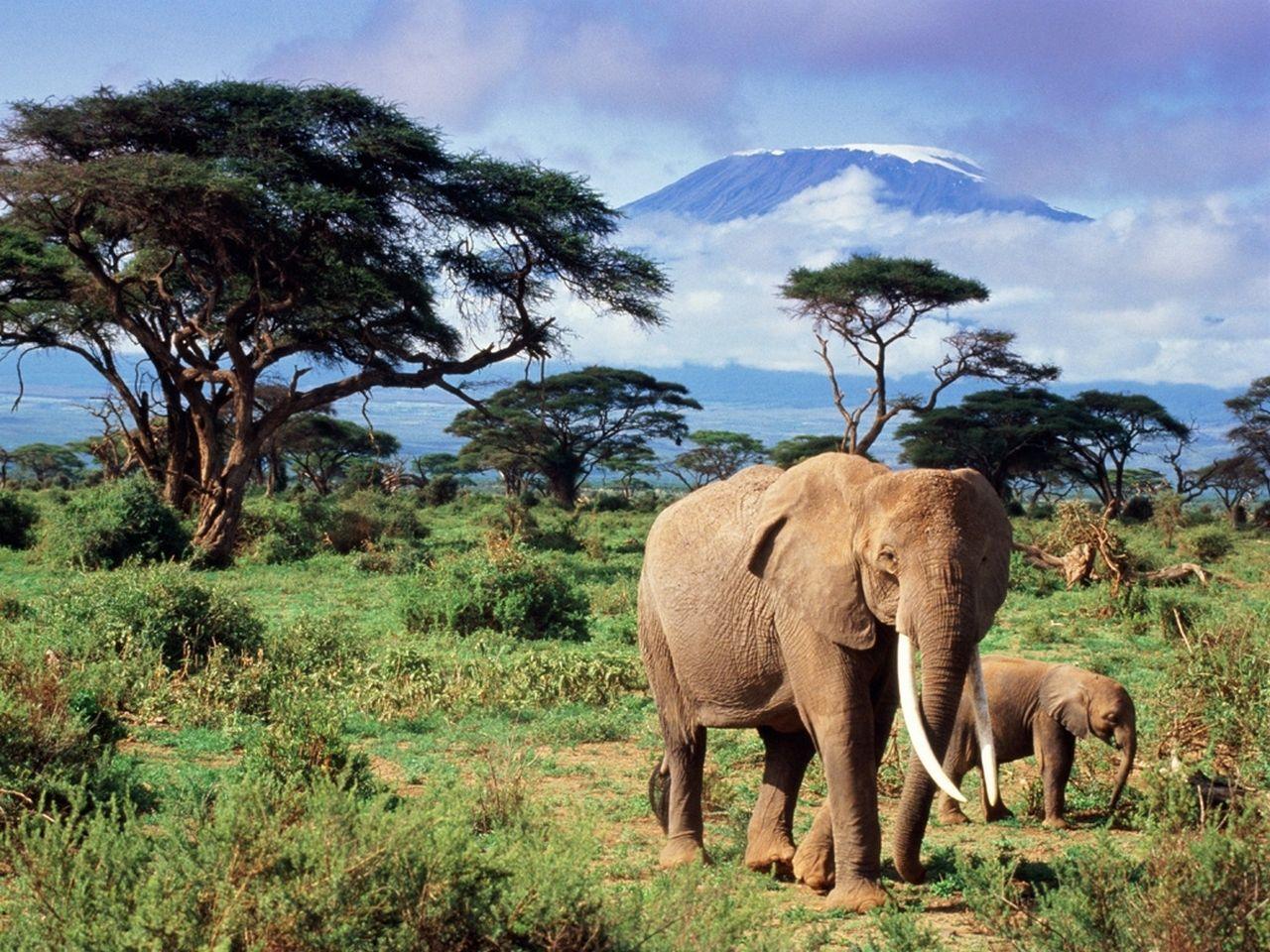 1280x960 Kilimanjaro Mountain Wallpaper