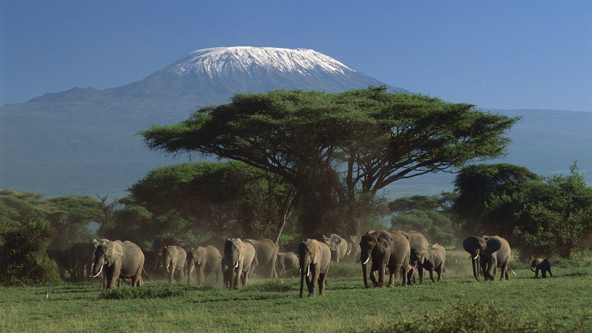 1920x1080 Elephant herd and Kilimanjarox1080 pixel widescreen, mood