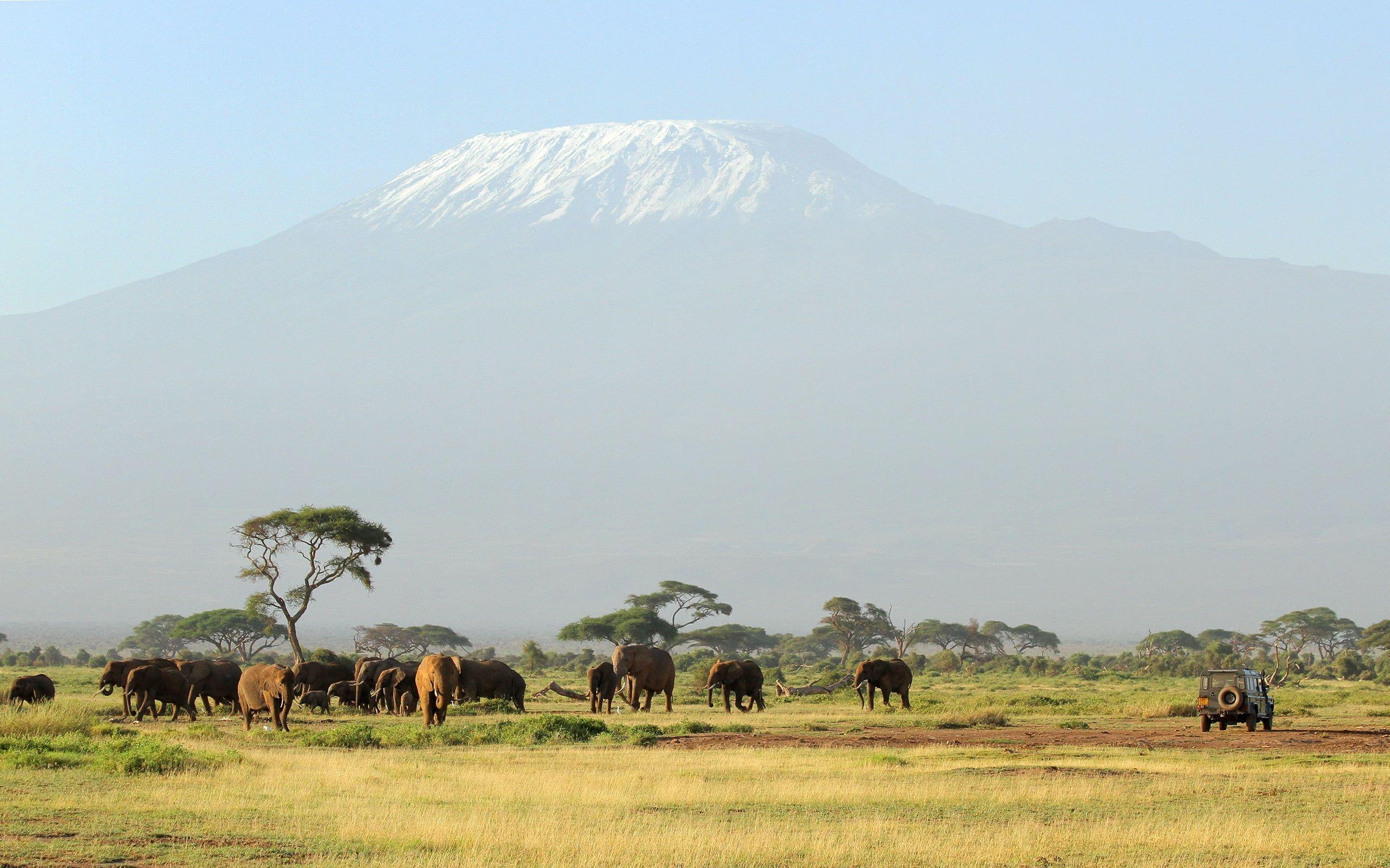2560x1600 Herd of cow on mount of Kilimanjaro HD wallpaper