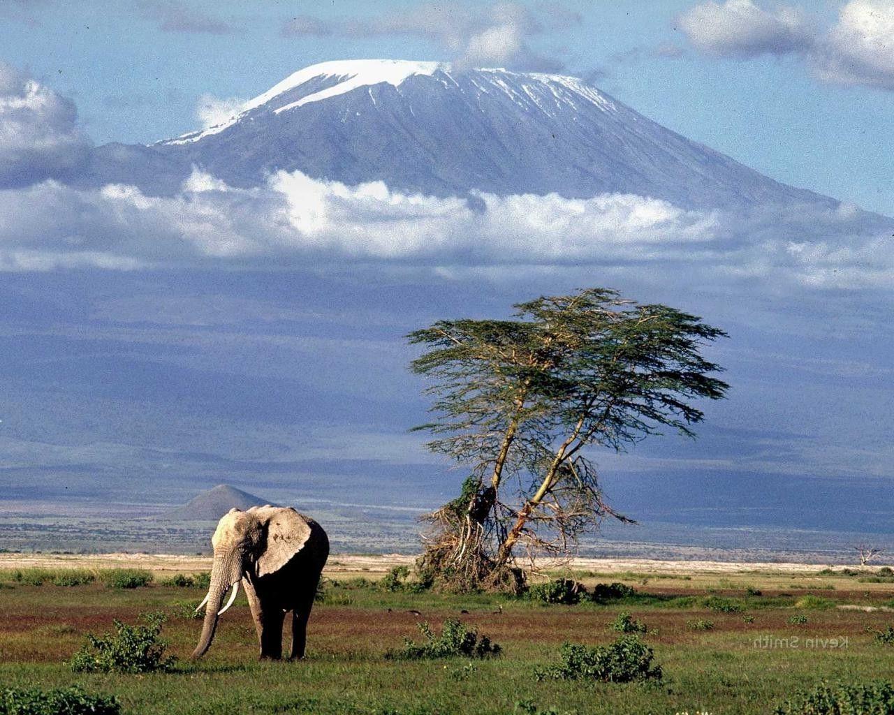 1280x1024 africa mount kilimanjaro elephant animals nature landscape