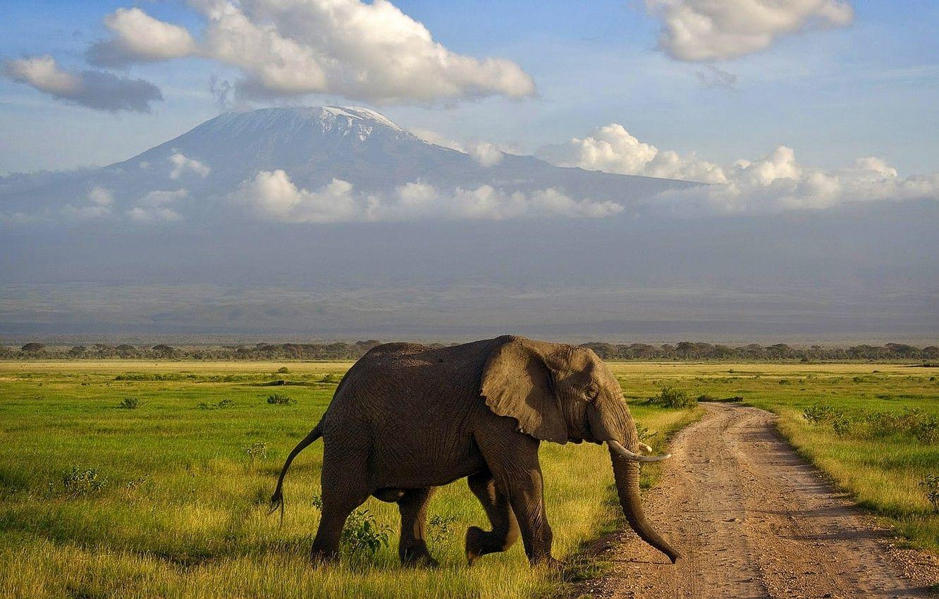 1332x850 Wallpaper elephant, mountain, Savannah, Africa, Kilimanjaro