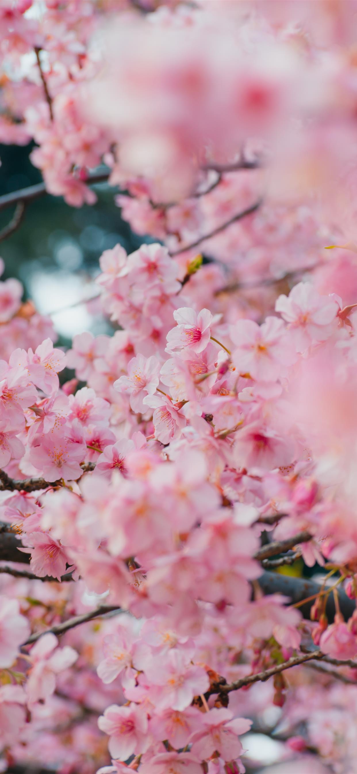 Japanese Castle Cherry Blossom Mountain Art 4K Wallpaper iPhone HD Phone  #7021k