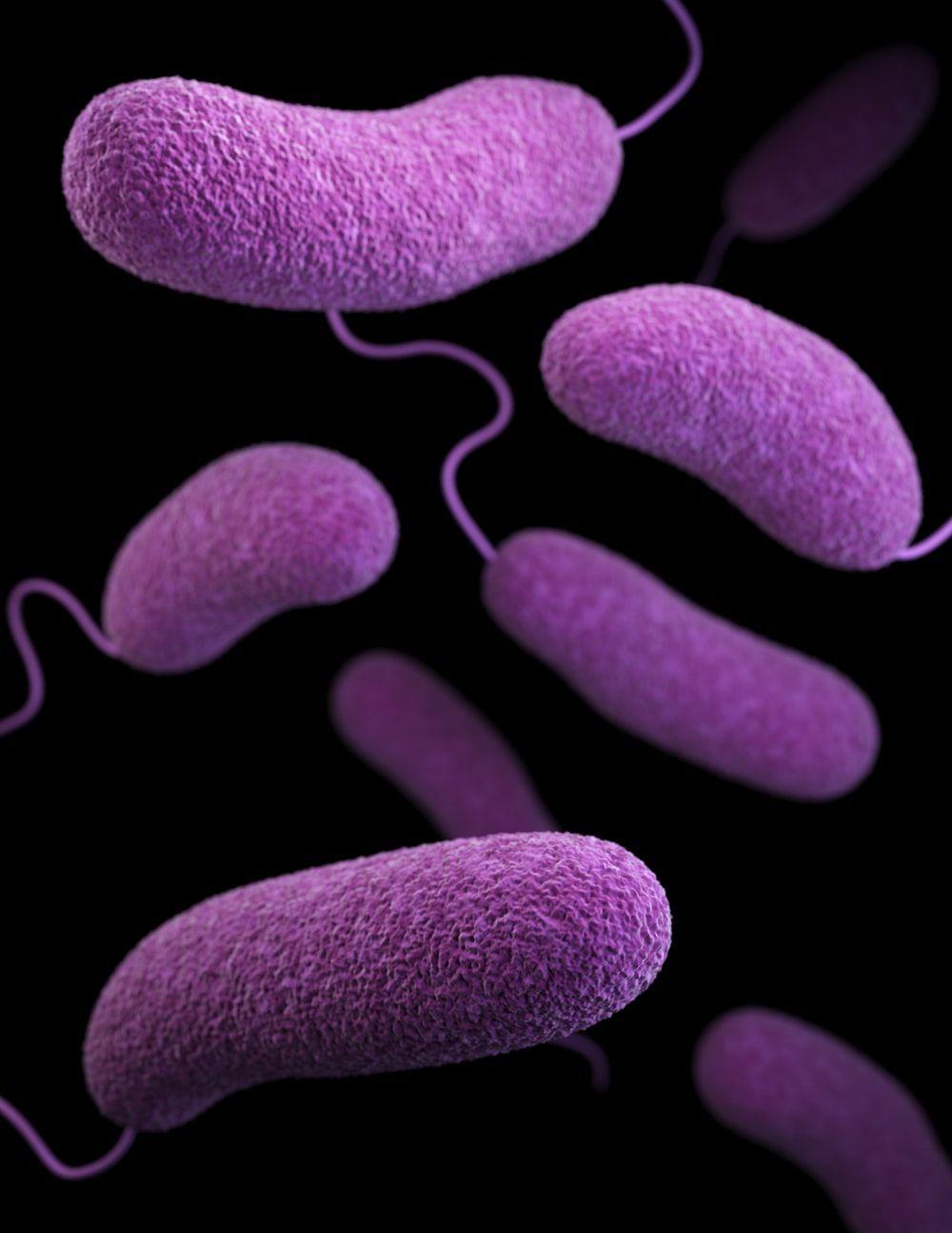 1000x1294 Bacteria Picture [HD]. Download Free Image