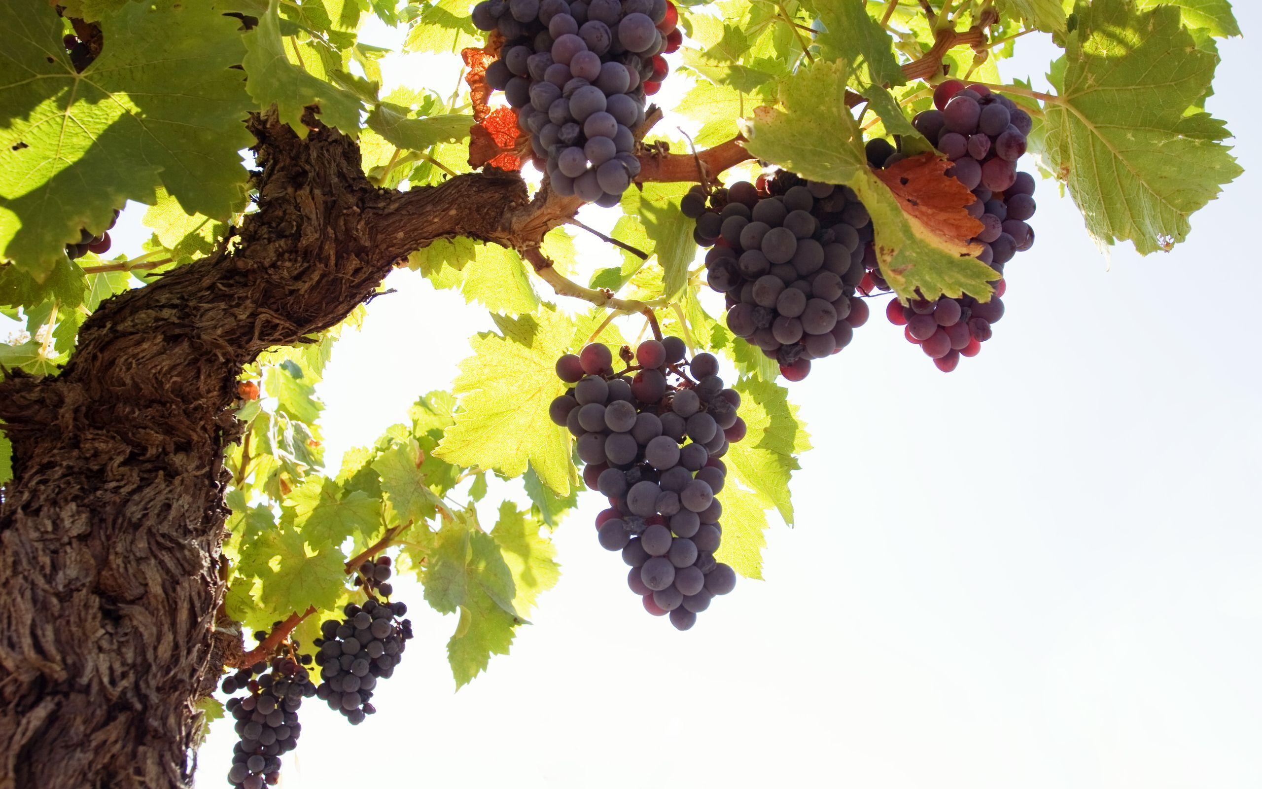 2560x1600 Grapes Wallpaper