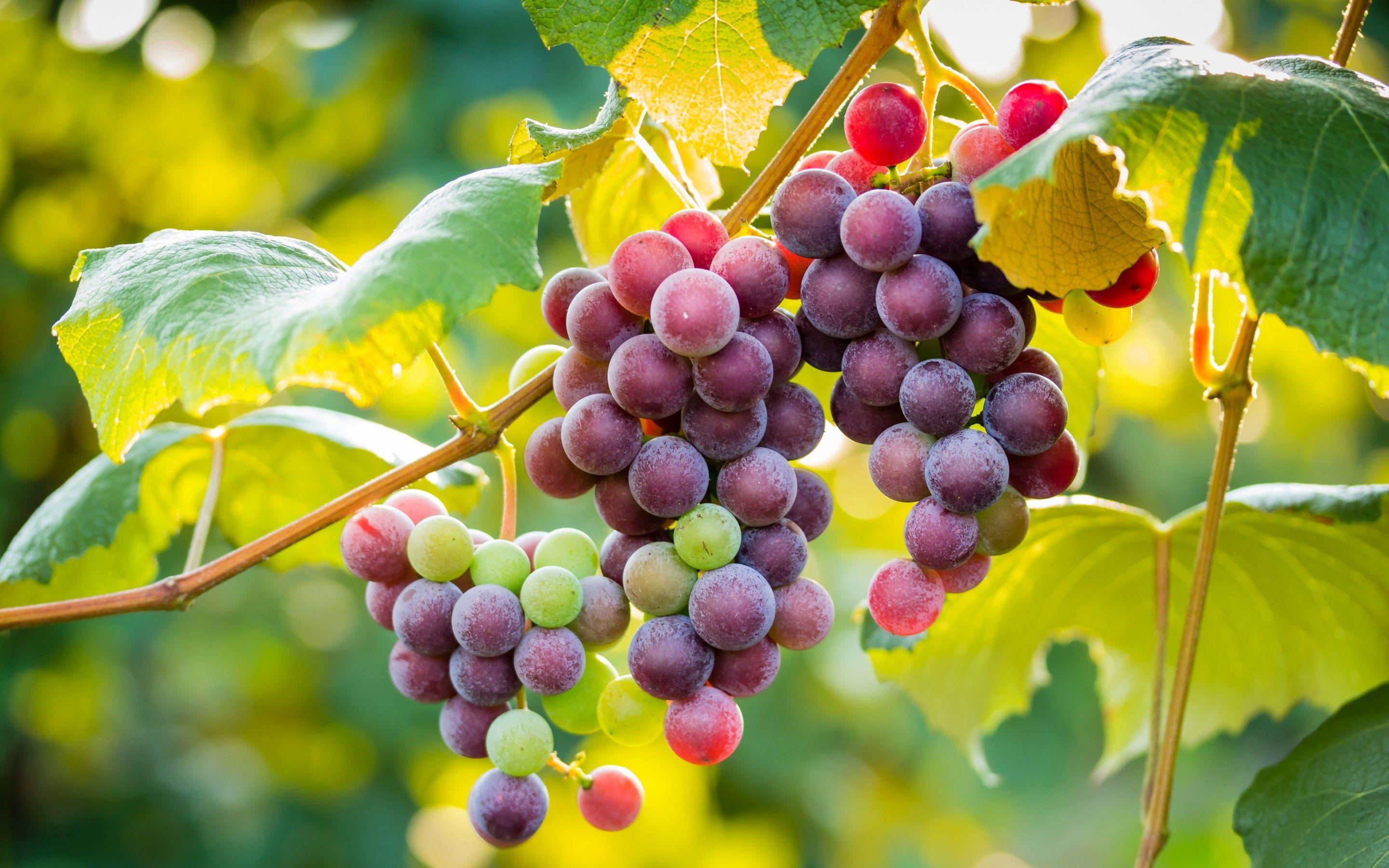 2880x1800 Grapes Wallpaper