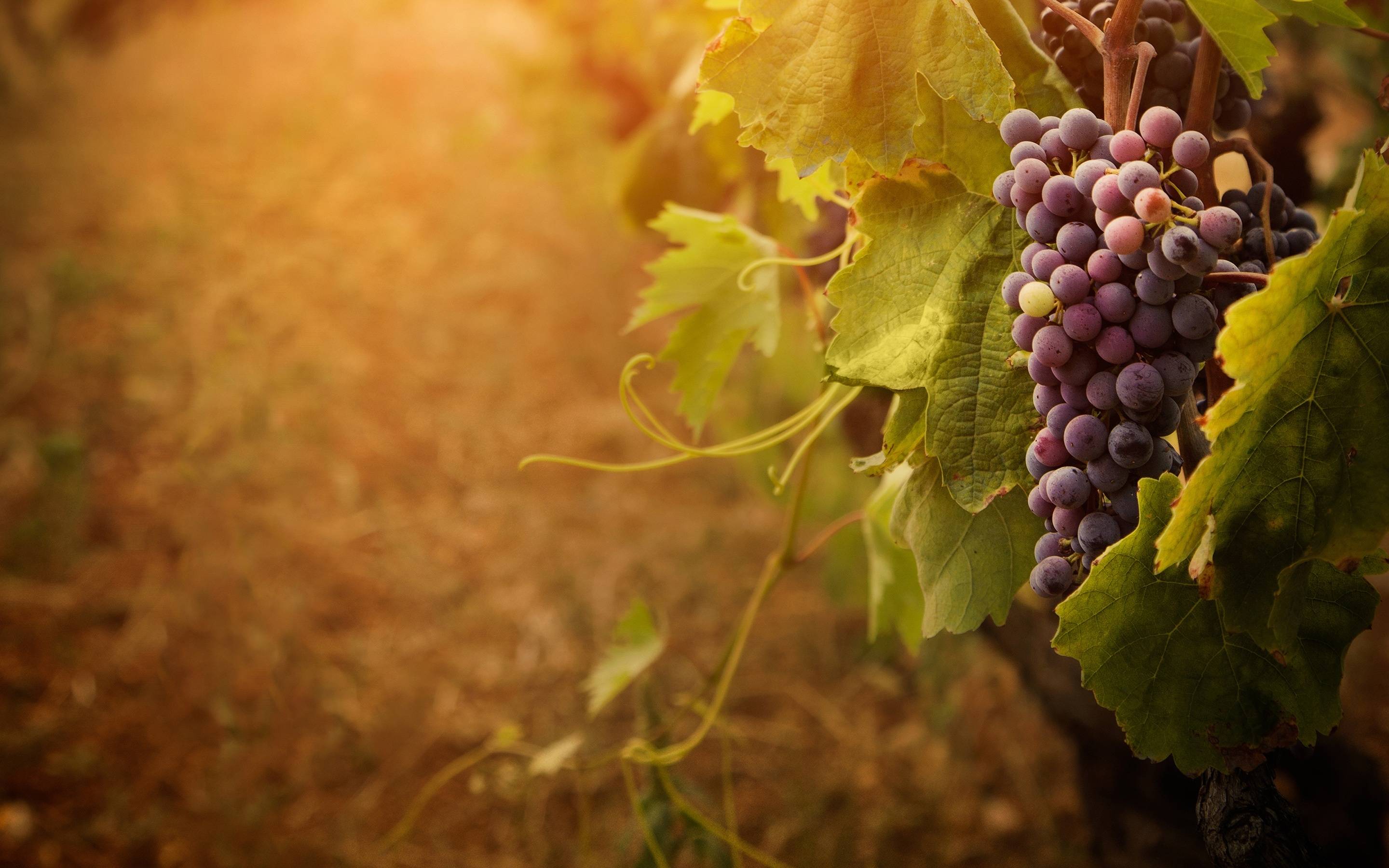 2880x1800 Grapevine Wallpaper. Grapevine Arbor