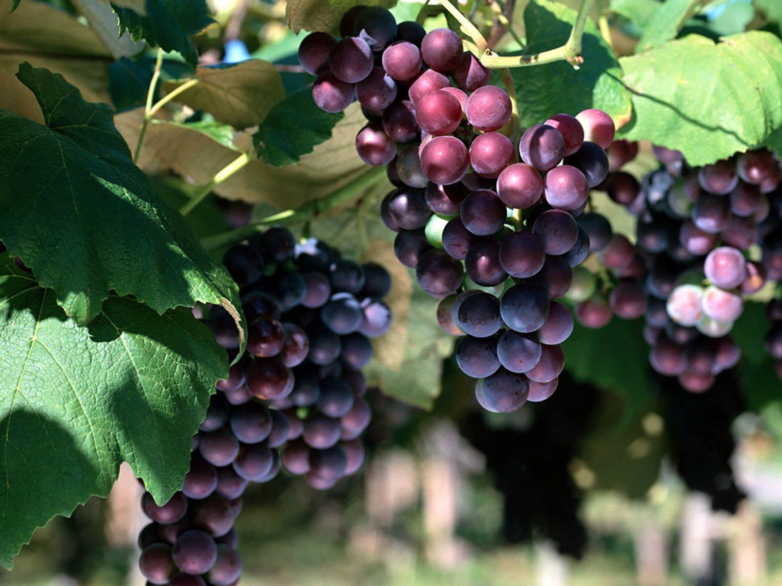 1600x1200 Free download the Red Grapes Wallpaper Red Grapes Desktop