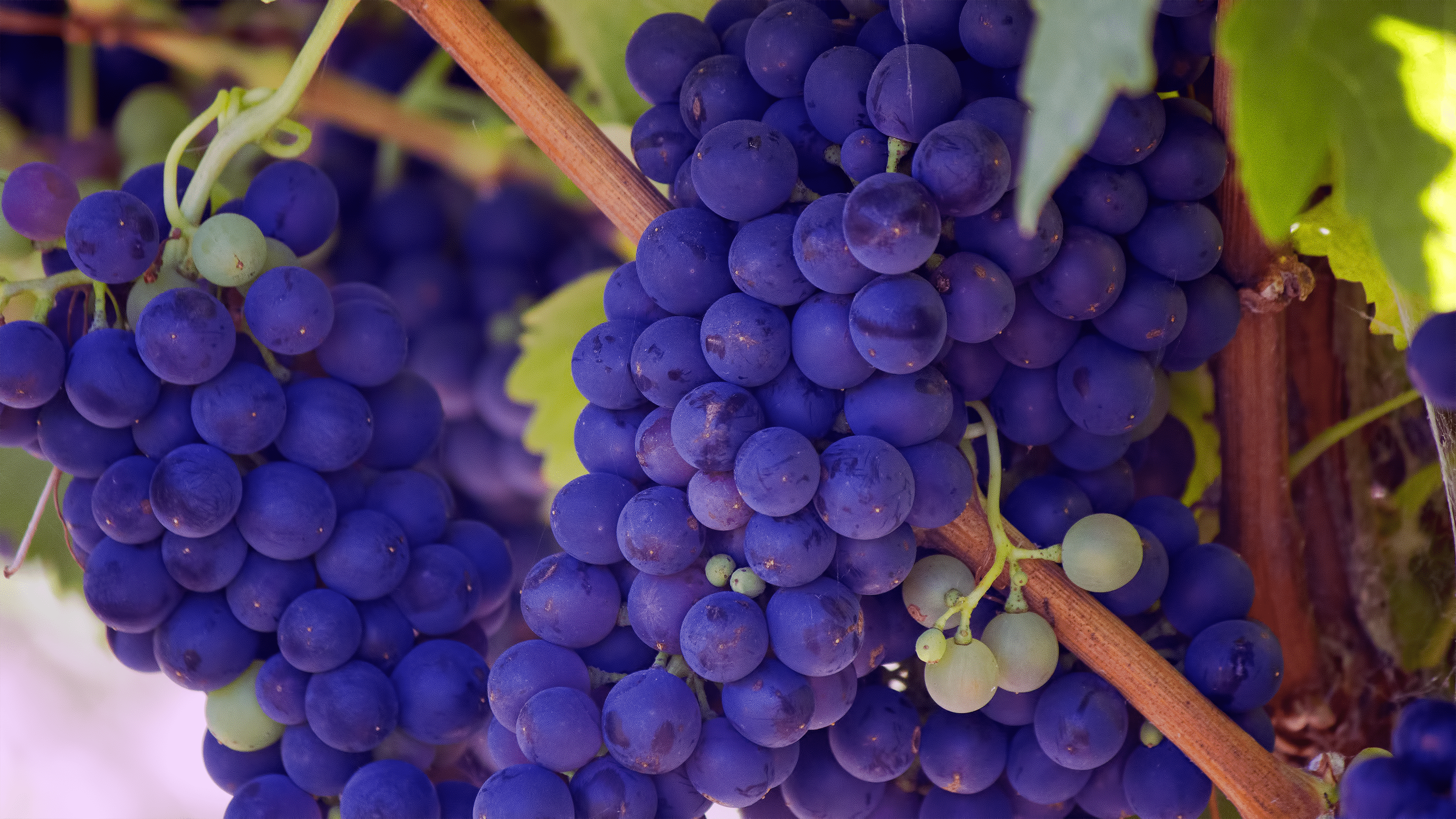 3300x1856 Grape Picture. Download Free Image