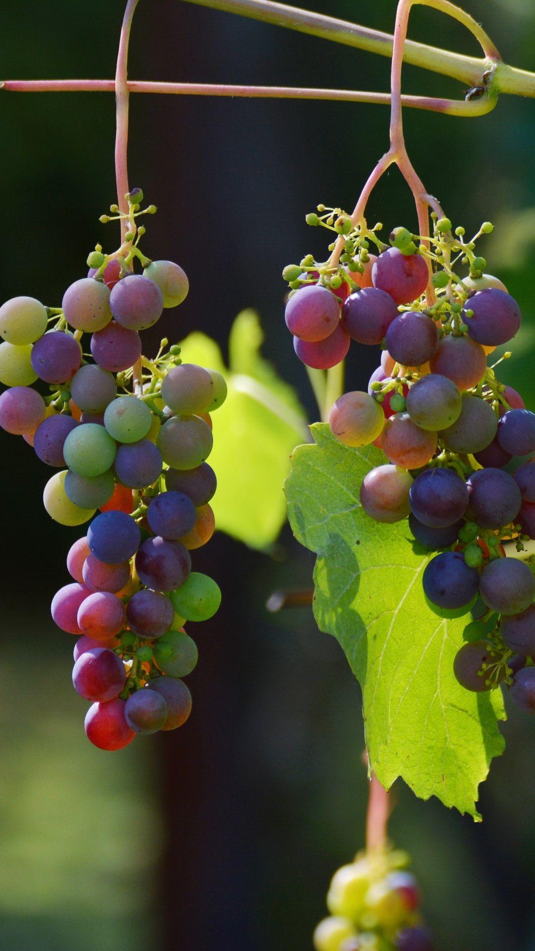 1080x1920 Grapes Vines Berries iPhone 8 Wallpaper. Grape wallpaper, Grapes