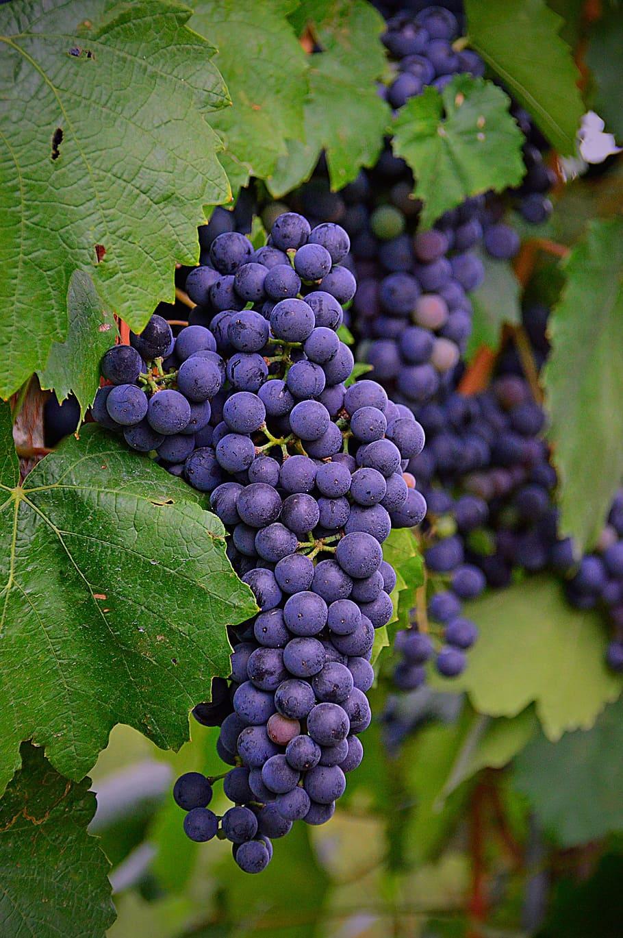 910x1369 Cluster grape 1080P, 2K, 4K, 5K HD wallpaper free download