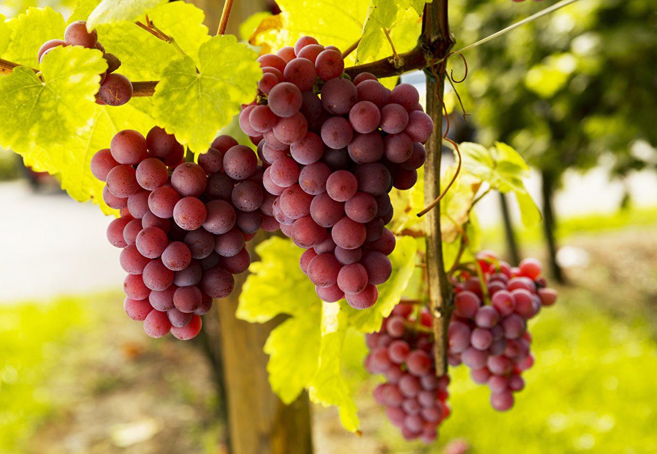 1280x885 Desktop Wallpaper Grapes Food Closeup