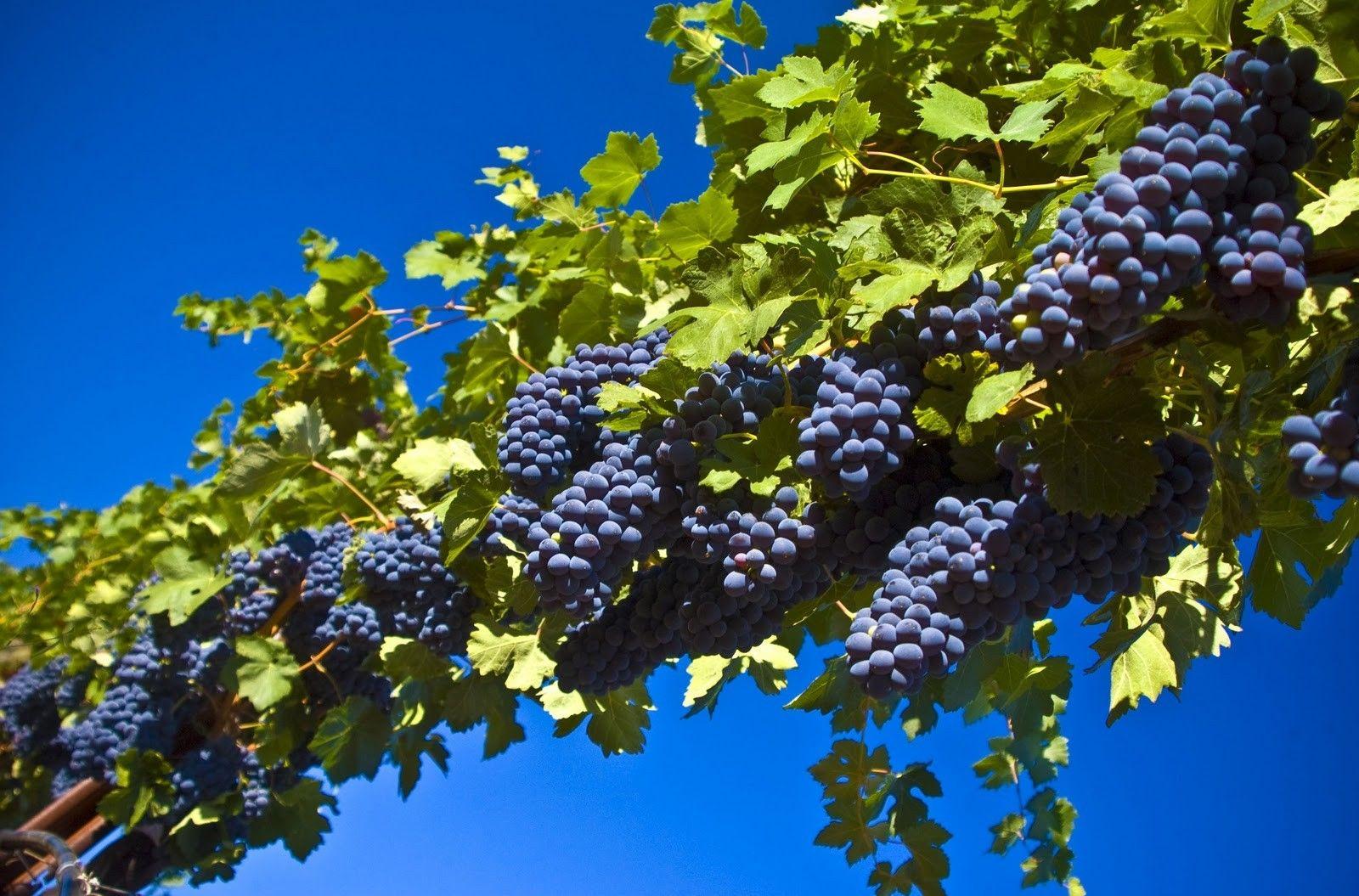 1600x1055 Beautiful, Nature, Black, Grapes, Fruit, High, Definition