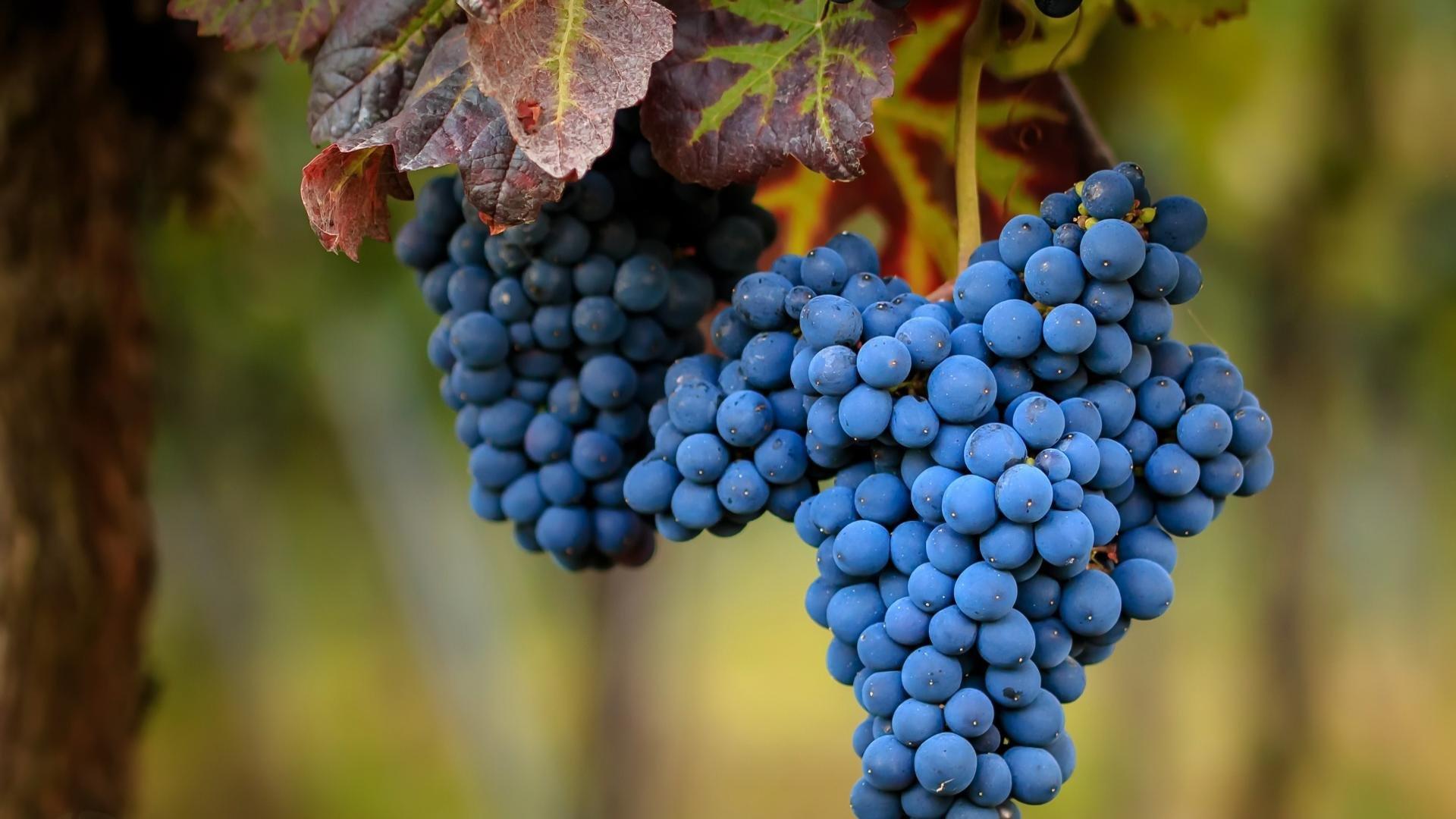 1920x1080 Grapes wallpaper 1920x1080 Full HD (1080p) desktop background