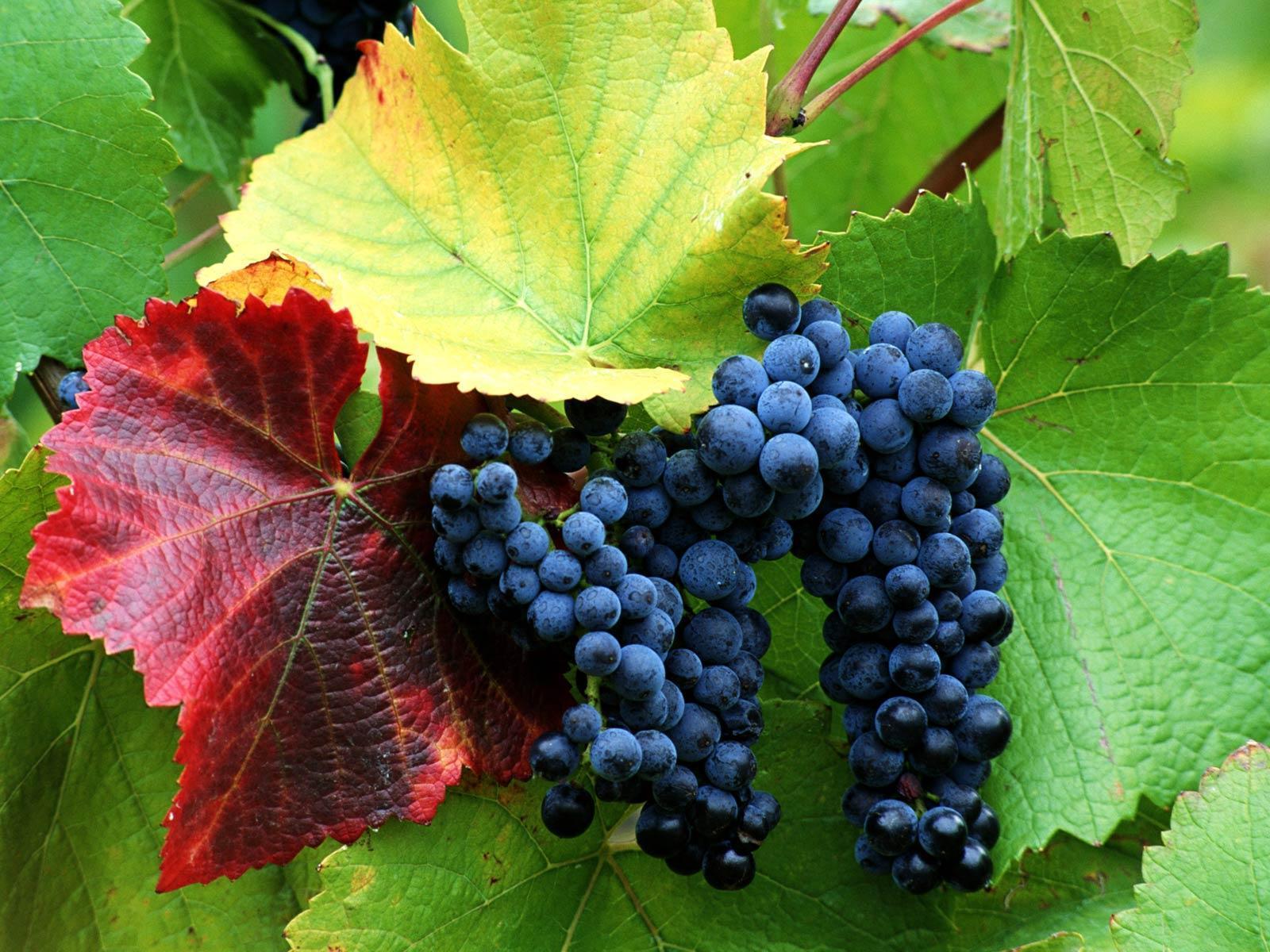 1600x1200 Wallpaper Grapes
