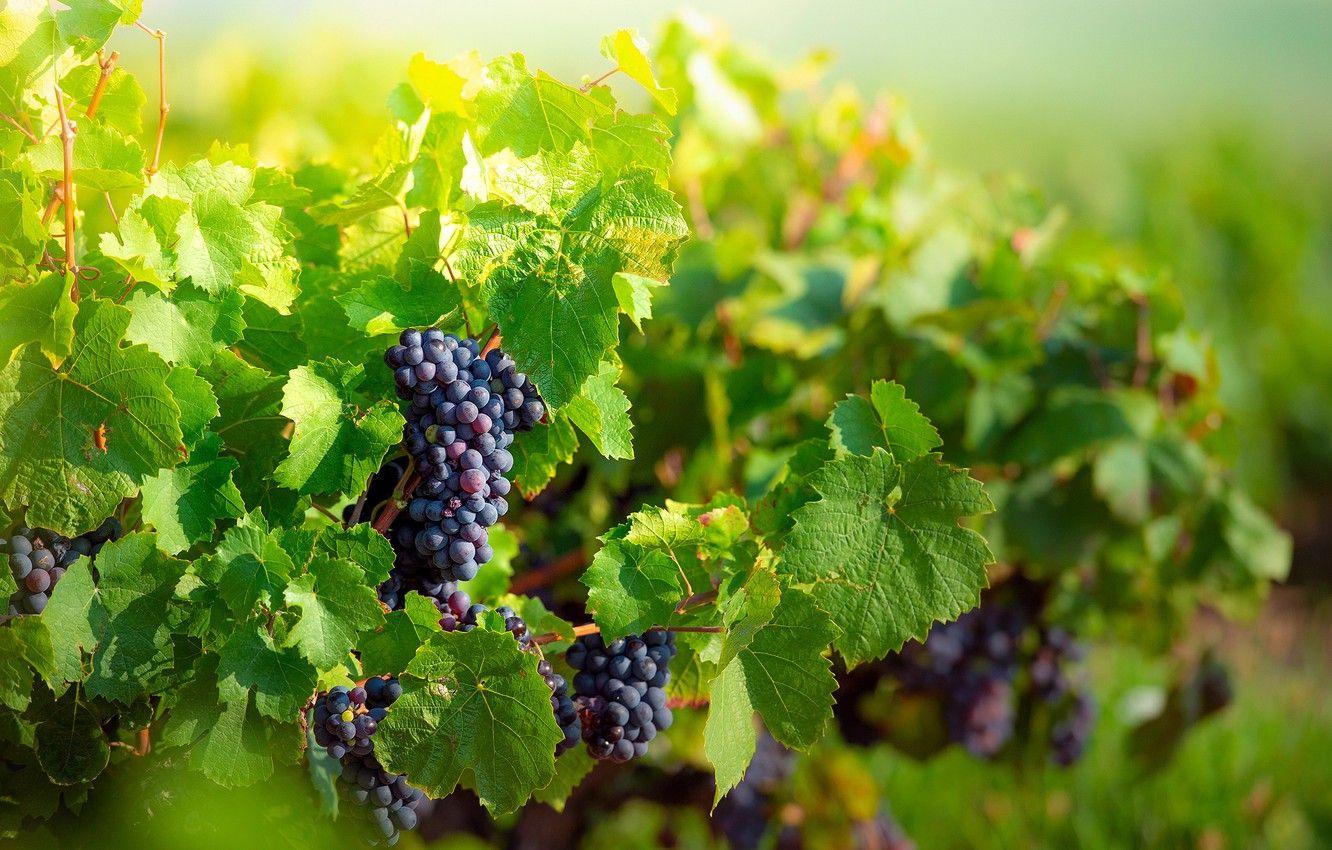 1332x850 Wallpaper summer, nature, grapes image for desktop, section