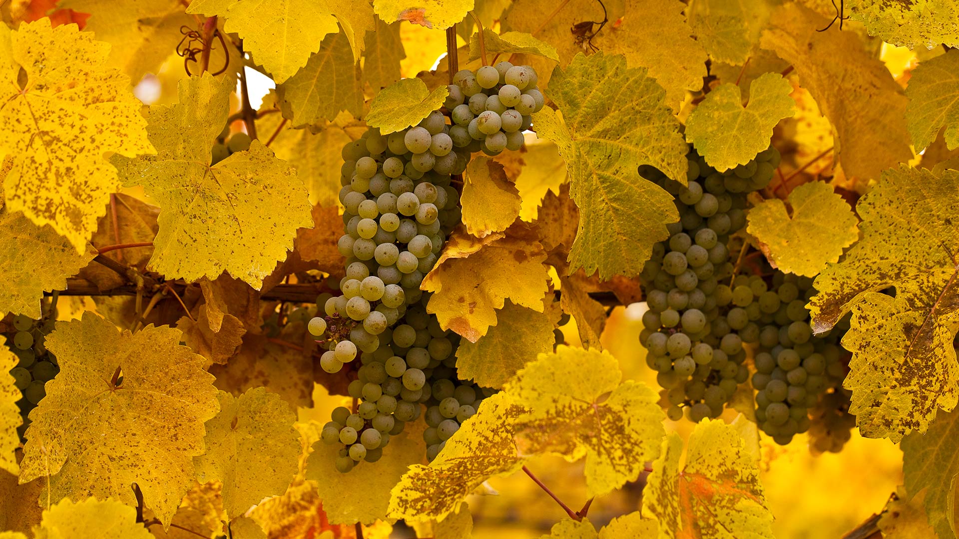 1920x1080 Okanagan Grapes