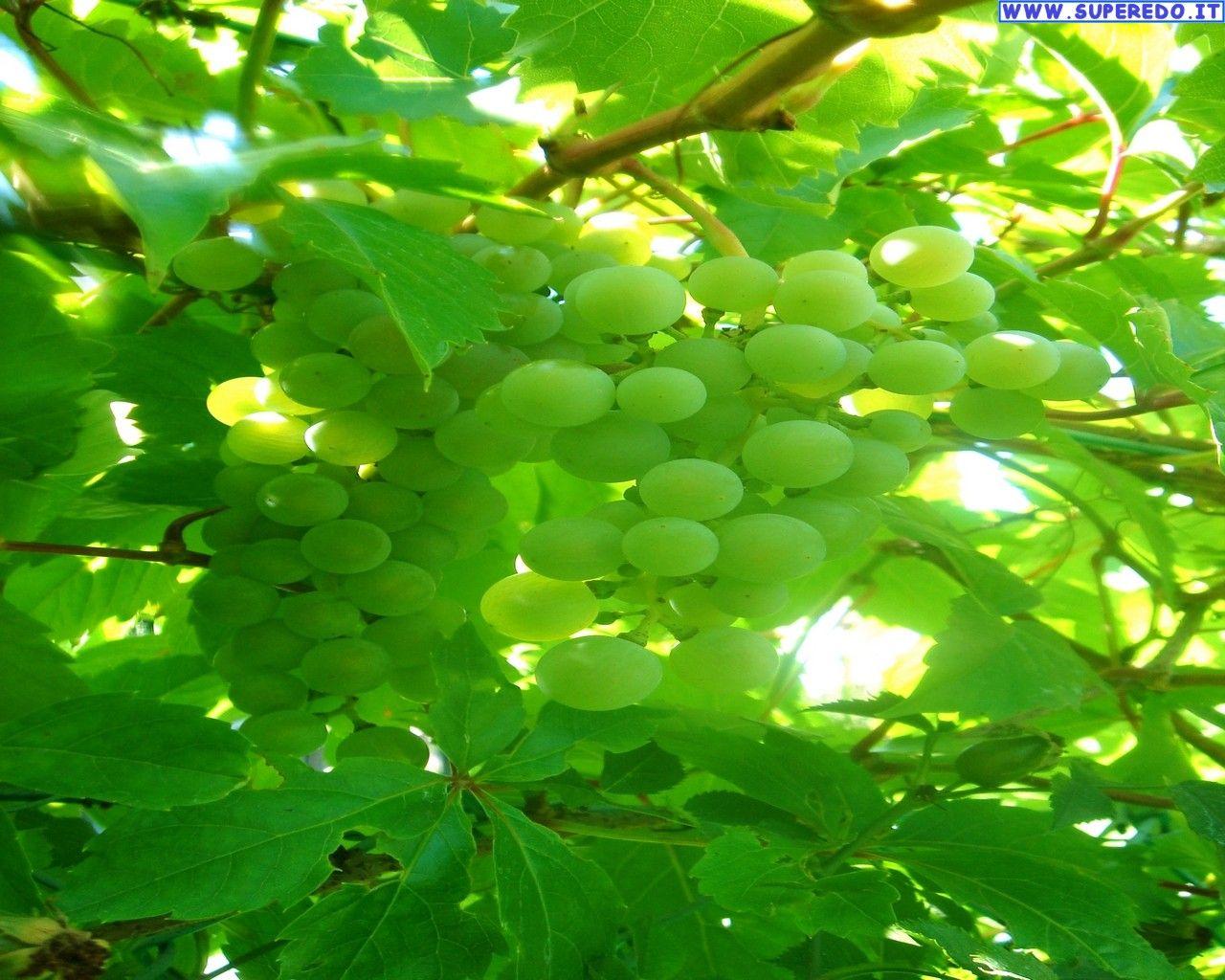 1280x1024 Grapes Wallpaper • HD Wallpaper
