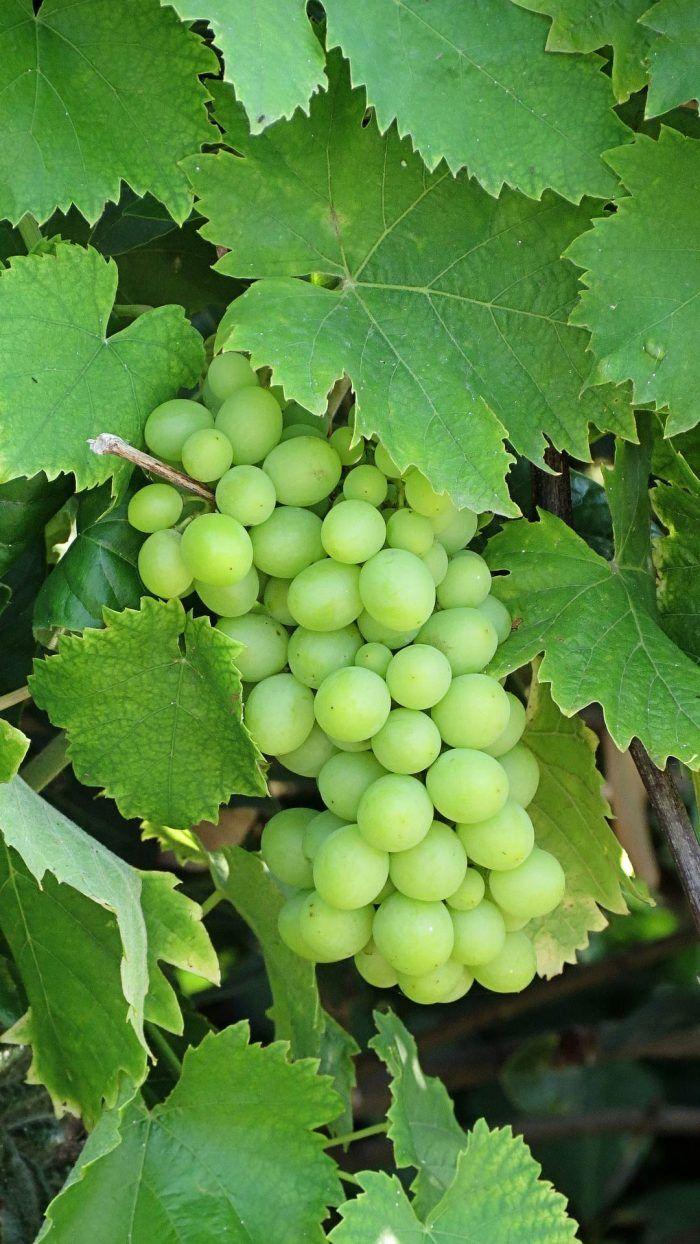 700x1244 Green grapes wallpaper for android mobile phone free download