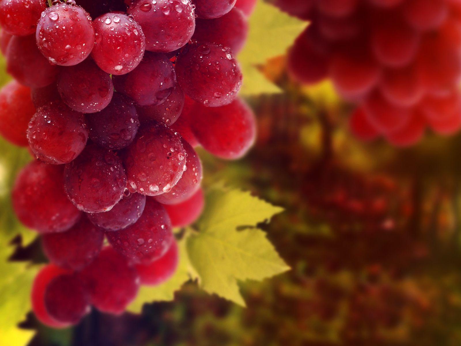 1600x1200 BT 12) Grapes, Wallpaper Bank