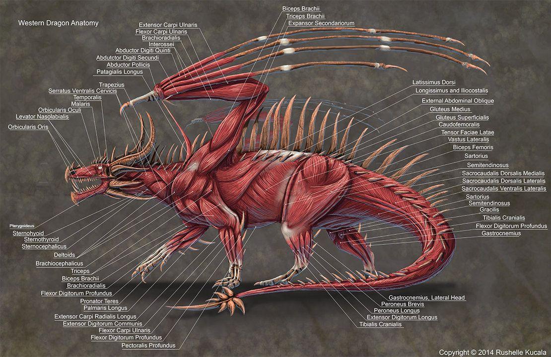 1110x719 Western Dragon Muscle Anatomy