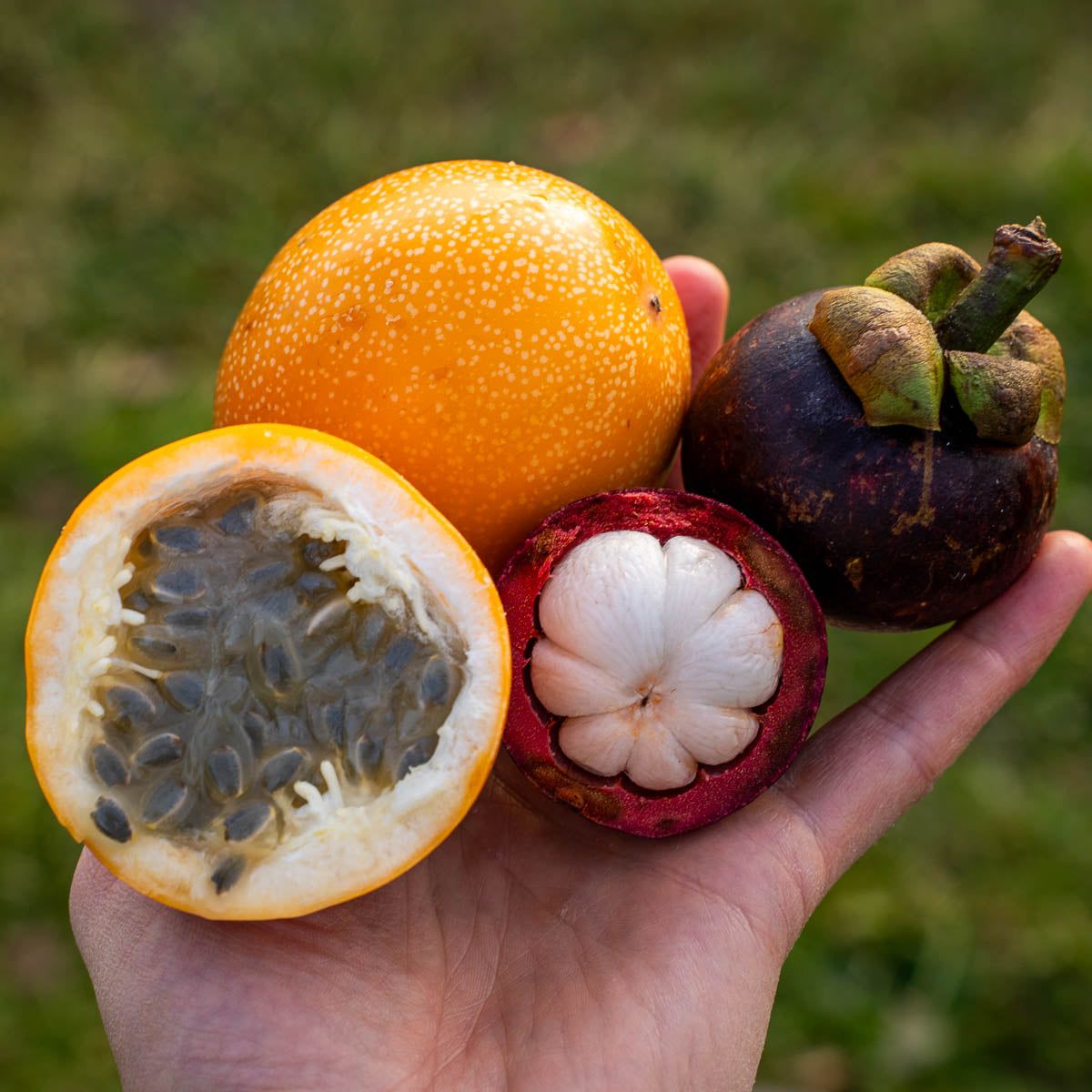 1200x1200 Mangosteen Granadilla Box at Jurassic Fruit