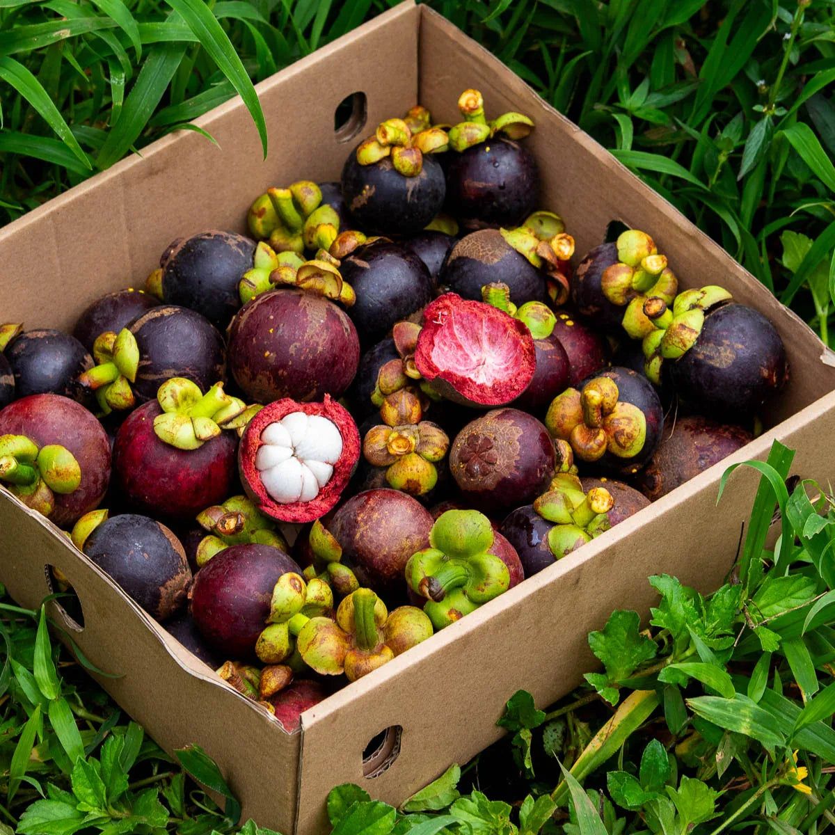 1200x1200 Mangosteen Delivered Fresh at Jurassic Fruit